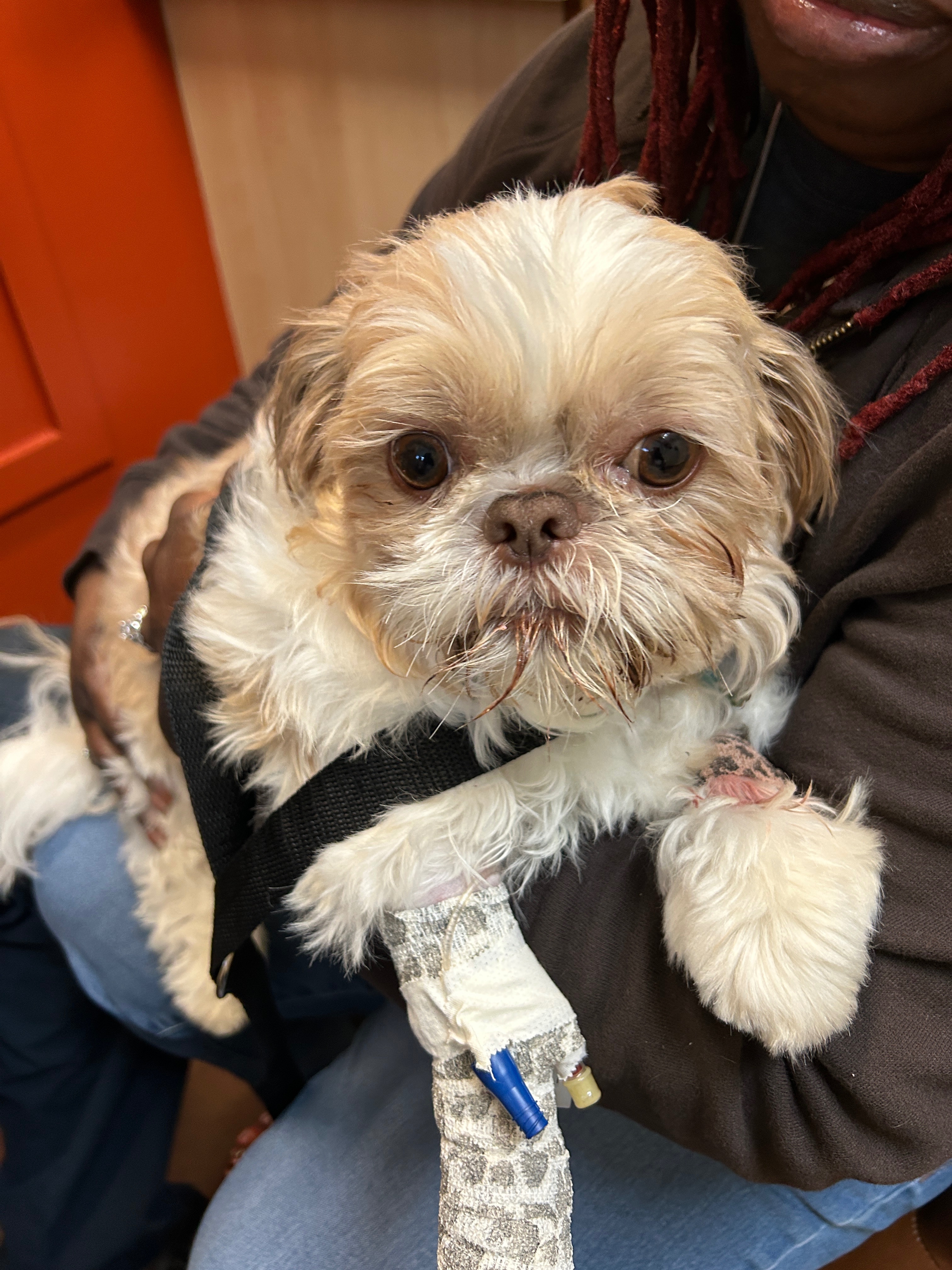 Emergency Vet Care Needed to Save Coco Bean's Life campaign photo, 4 of 8