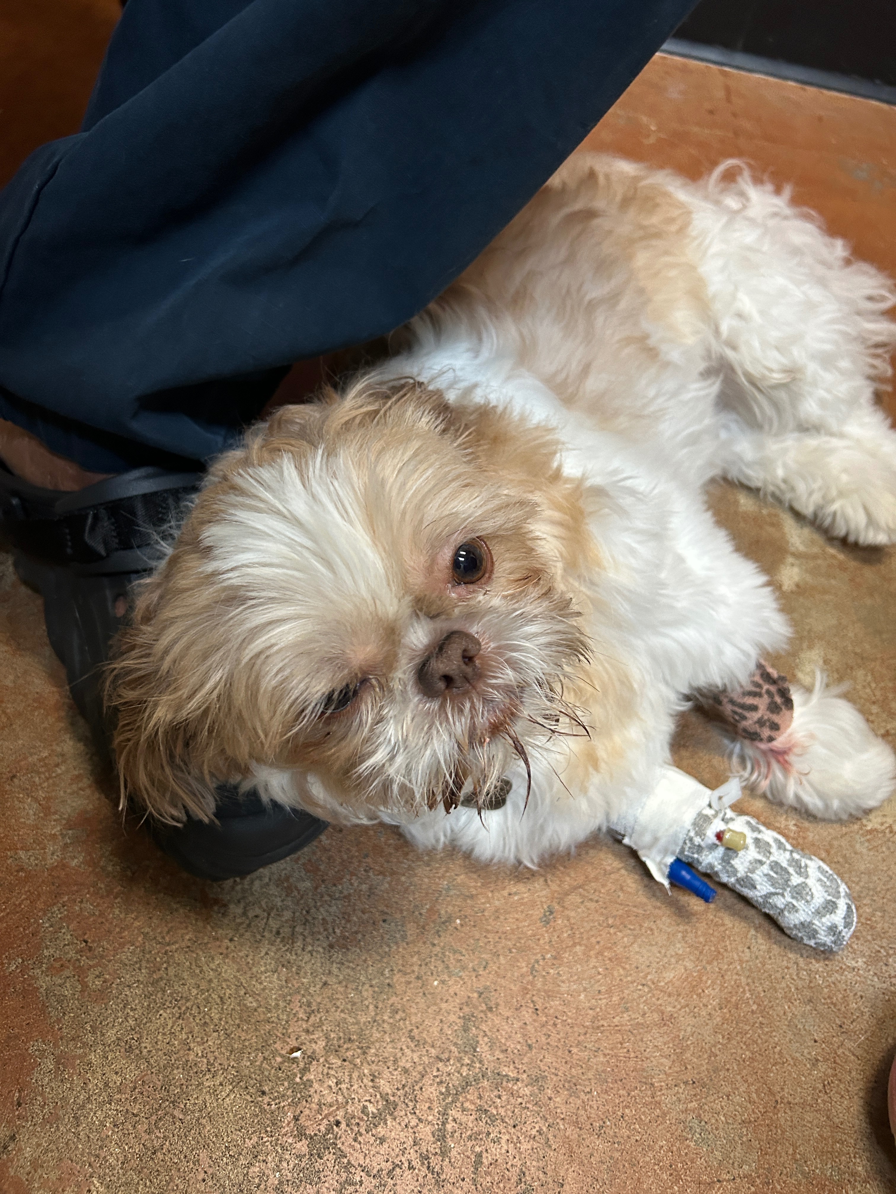 Emergency Vet Care Needed to Save Coco Bean's Life campaign photo, 5 of 8