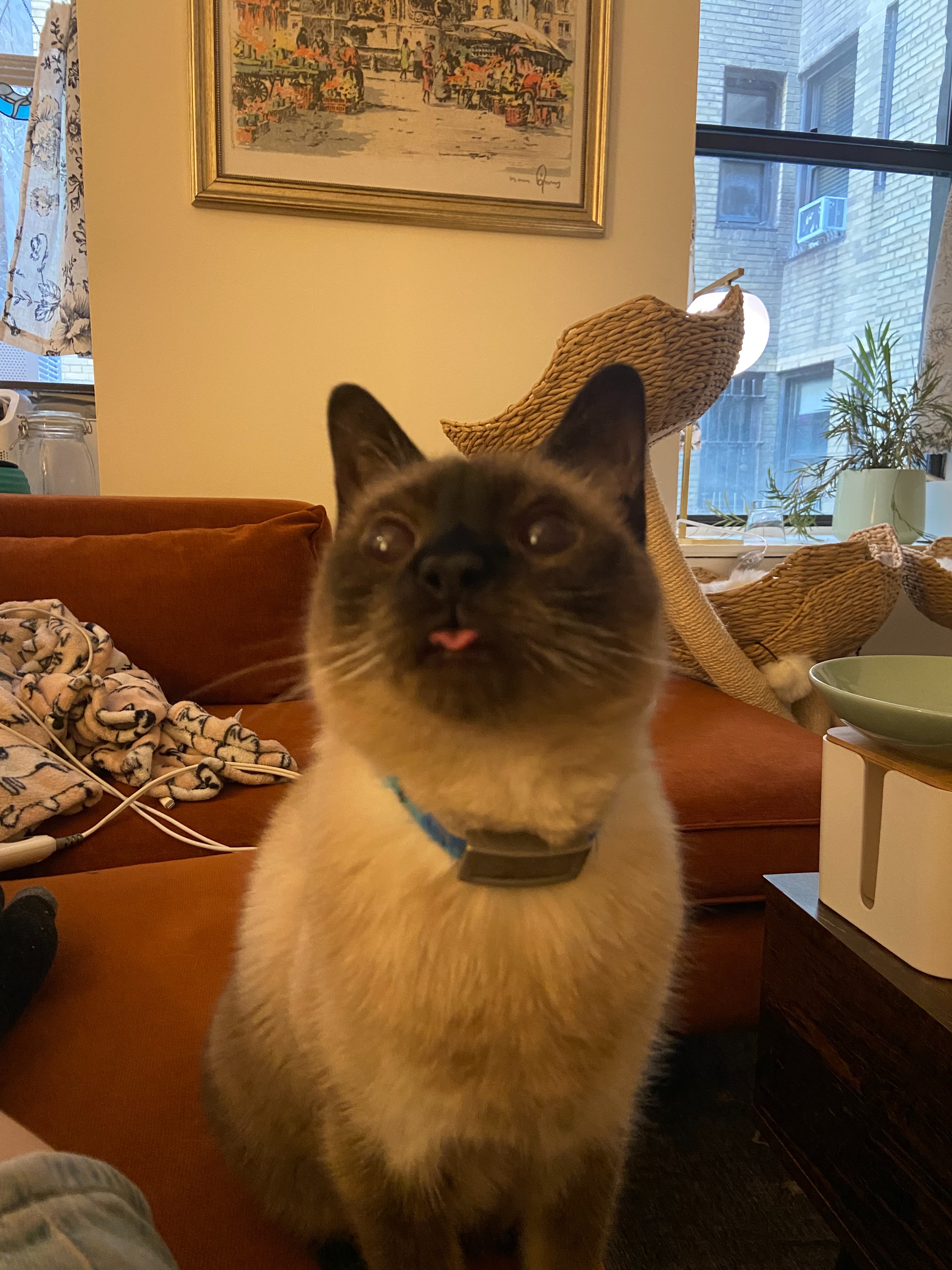 Support Pastina’s Life-Saving Vet Care campaign photo, 5 of 7