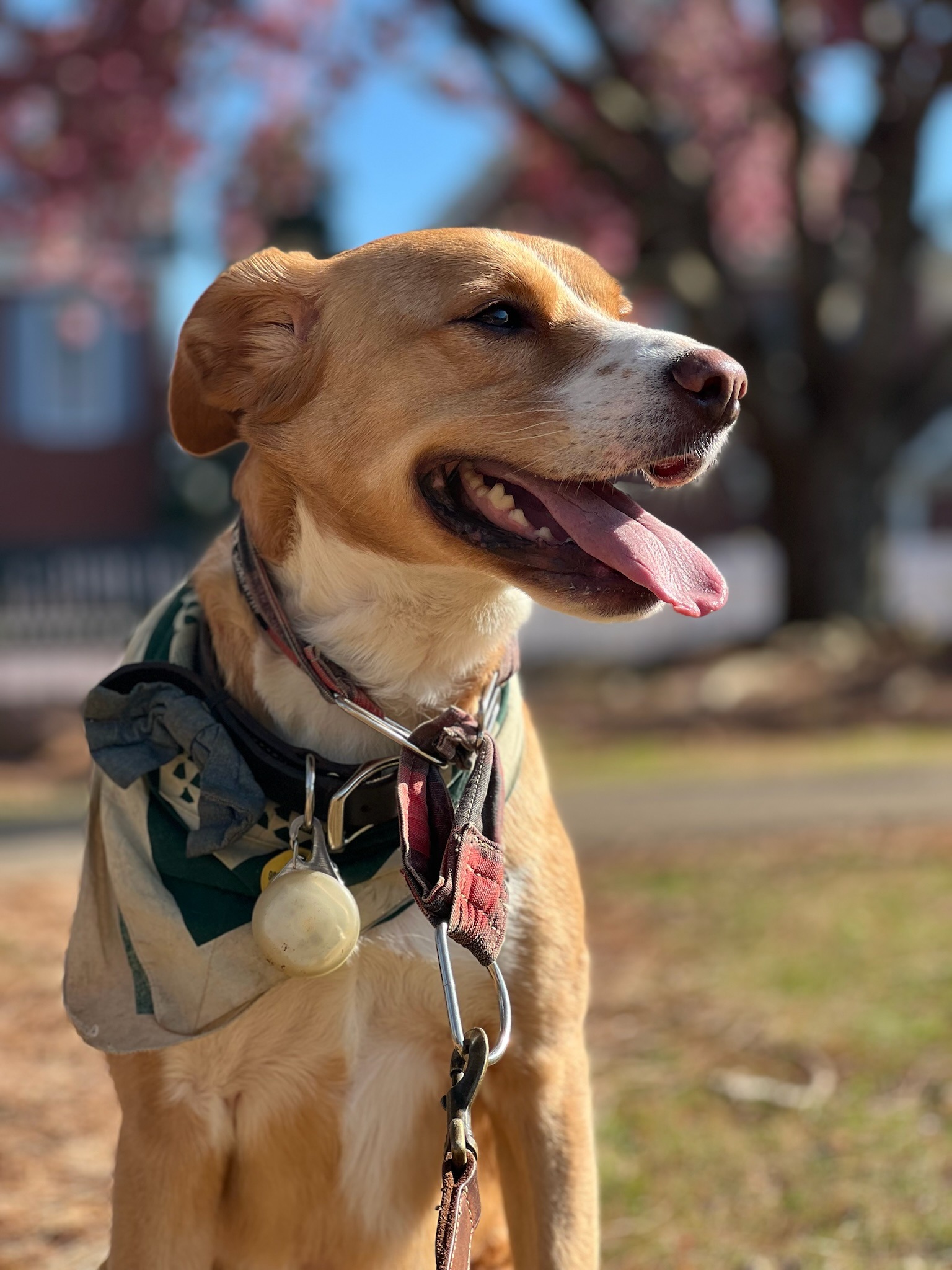 Help Woodrow Fight IMHA and Get Life-Saving Care campaign photo, 6 of 7