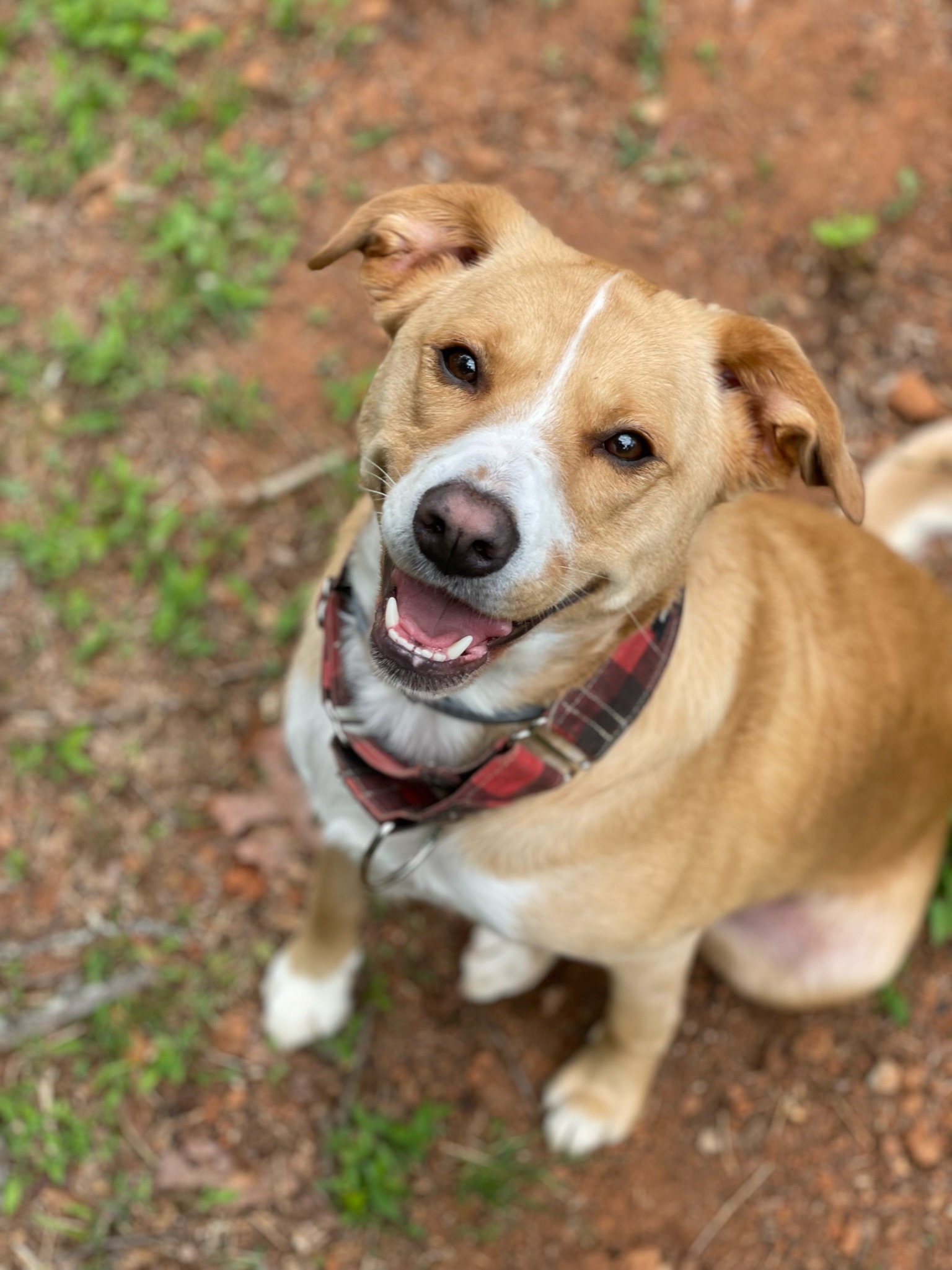 Help Woodrow Fight IMHA and Get Life-Saving Care campaign photo, 2 of 7