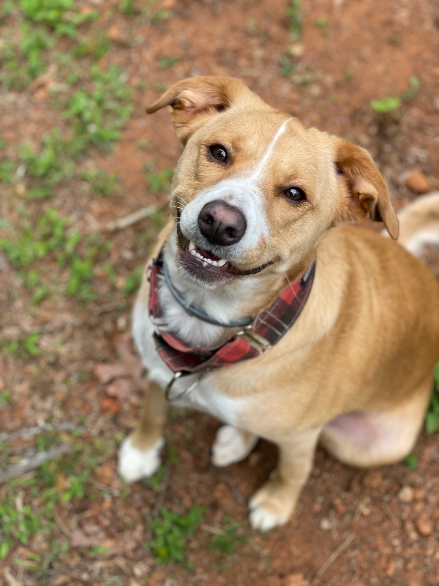 Help Woodrow Fight IMHA and Get Life-Saving Care campaign photo, 4 of 7
