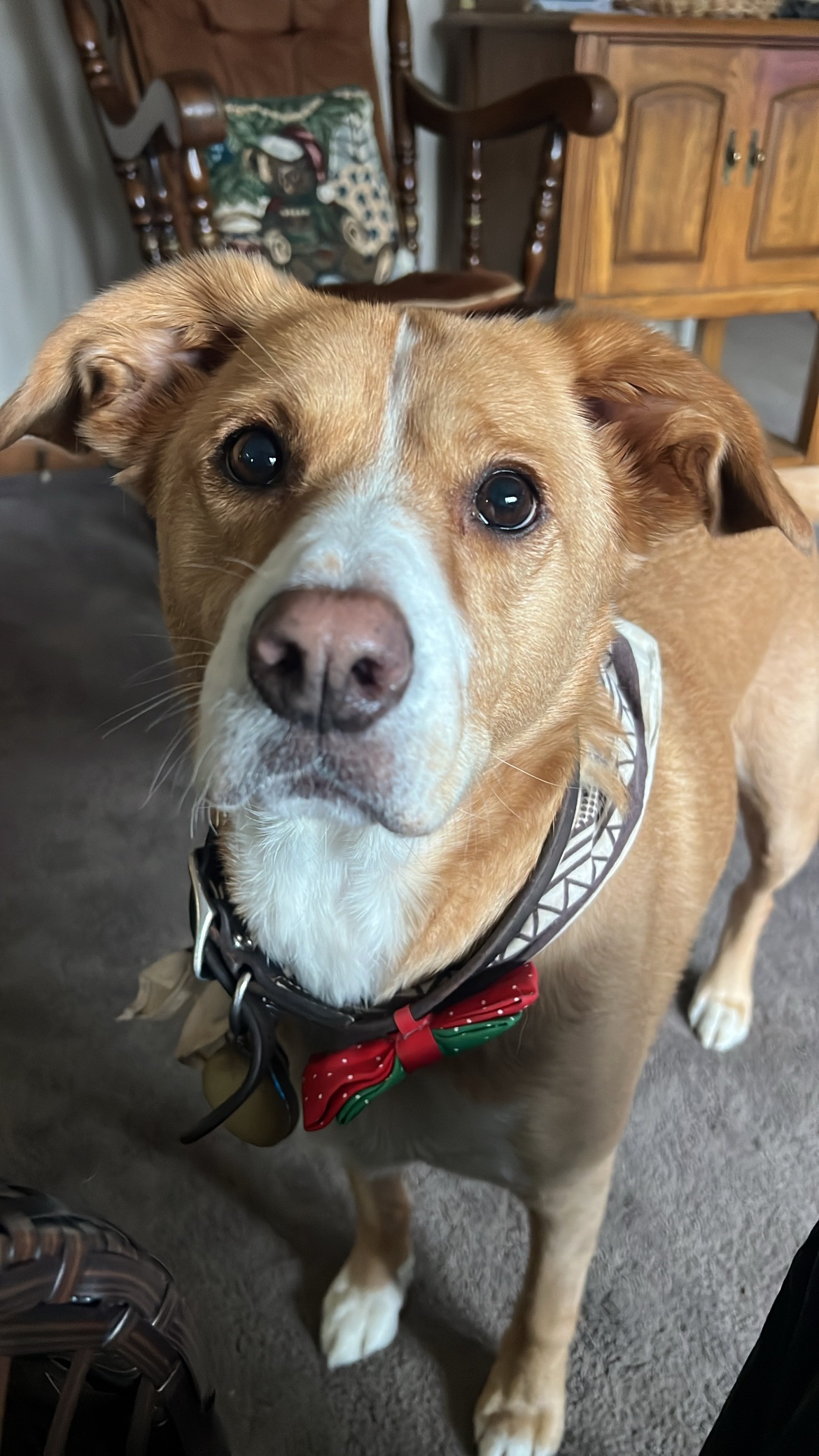 Help Woodrow Fight IMHA and Get Life-Saving Care campaign photo, 5 of 7