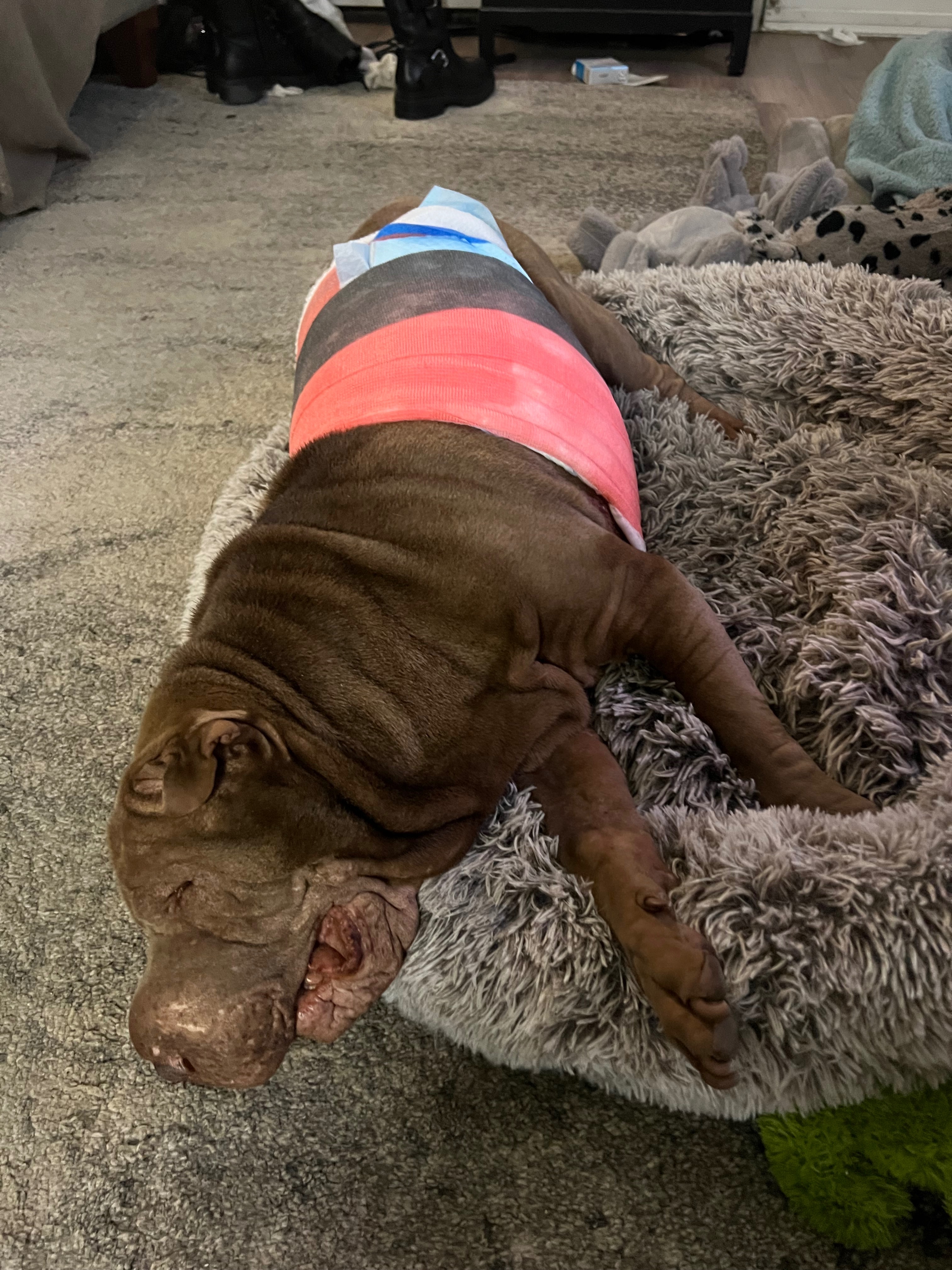 Help Brutus Heal After Dog Bite Turned Bad campaign photo, 6 of 6