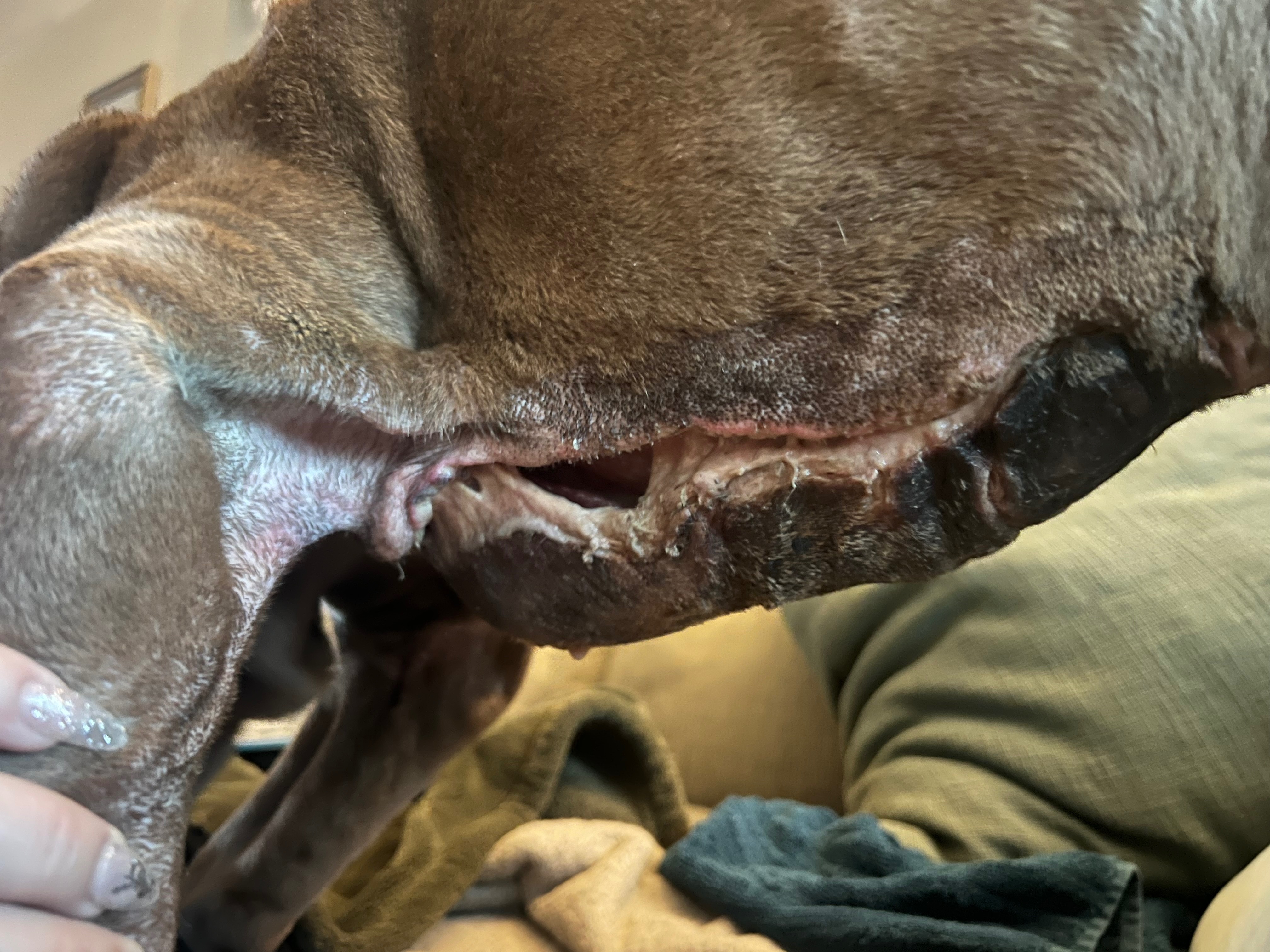 Help Brutus Heal After Dog Bite Turned Bad campaign photo, 4 of 6