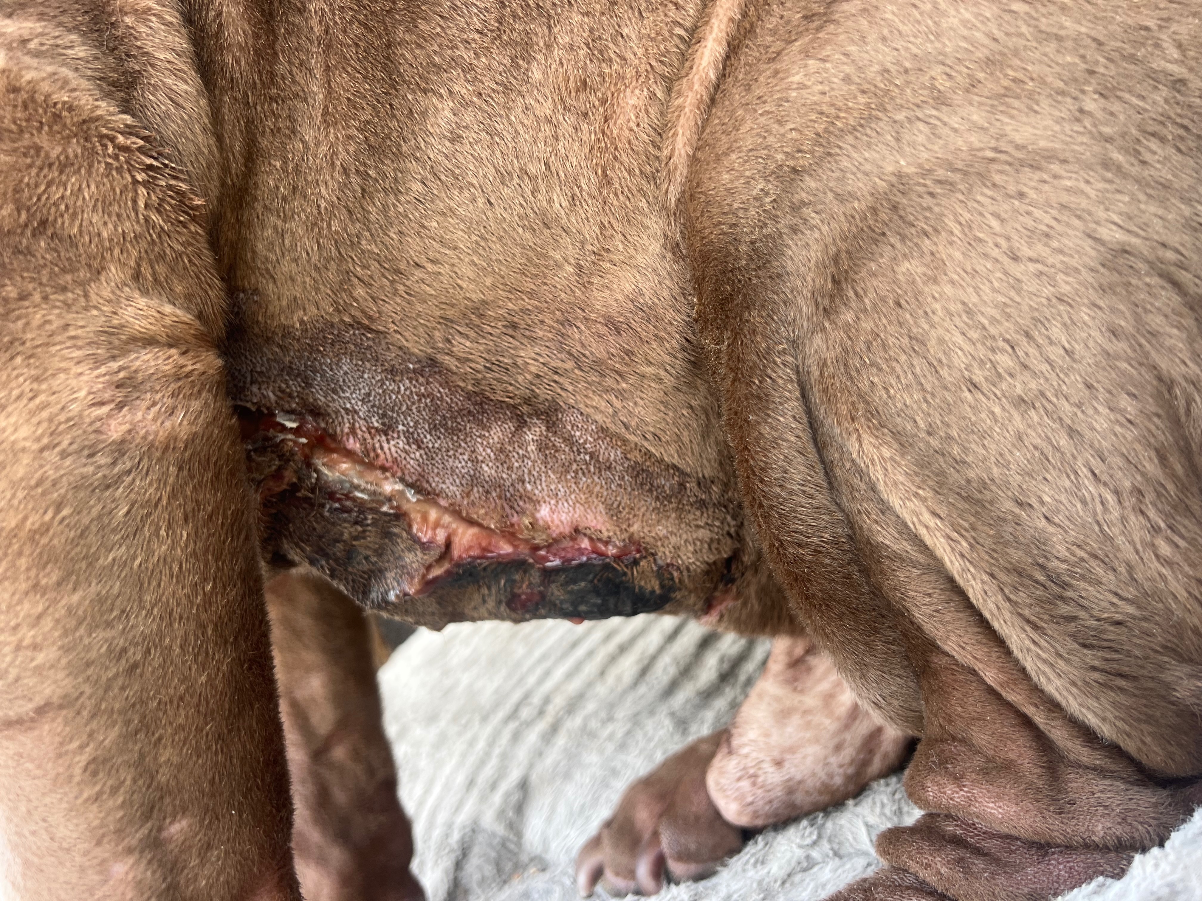 Help Brutus Heal After Dog Bite Turned Bad campaign photo, 5 of 6