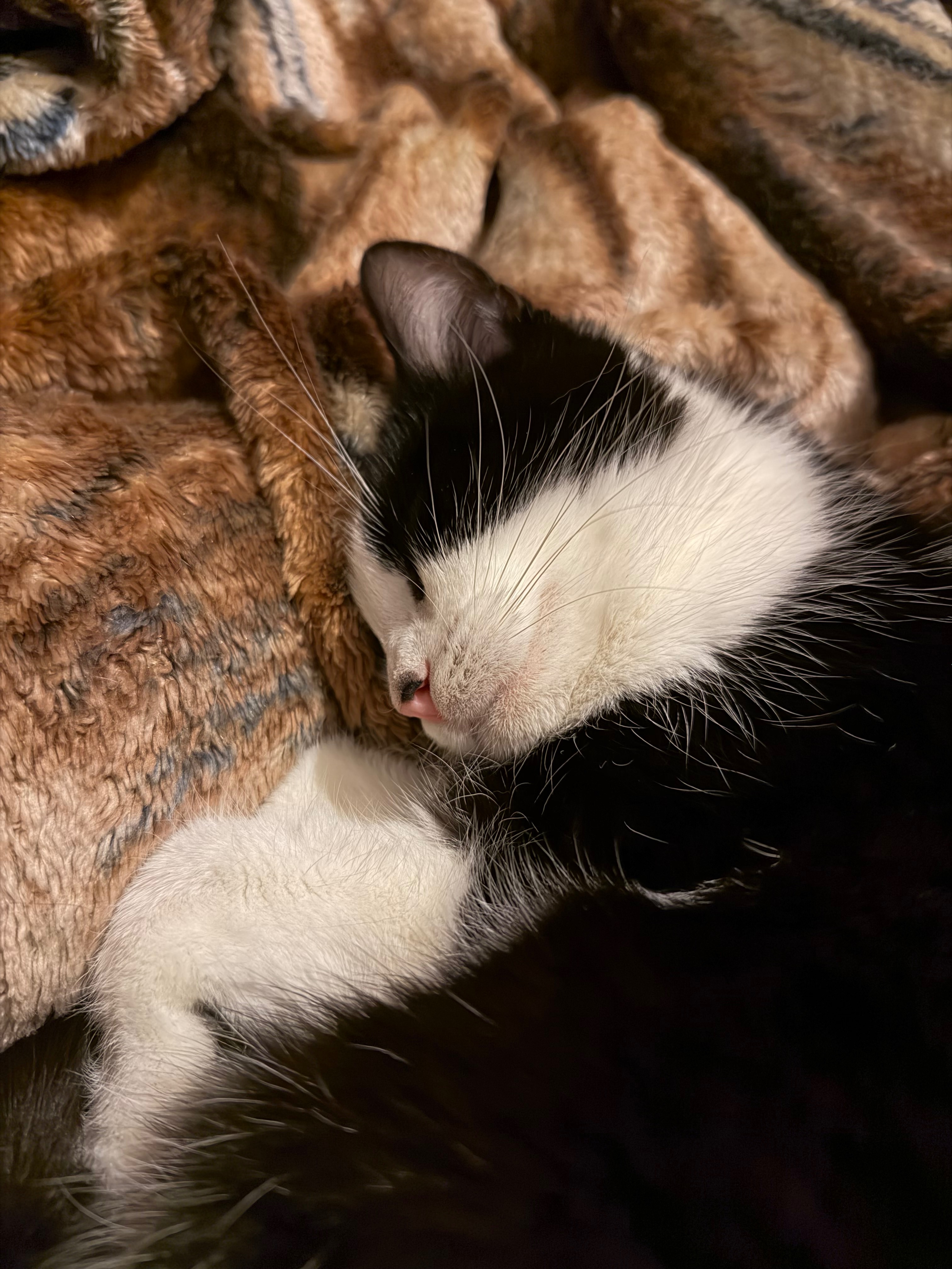 Help Scout Fight FIP campaign photo, 4 of 8
