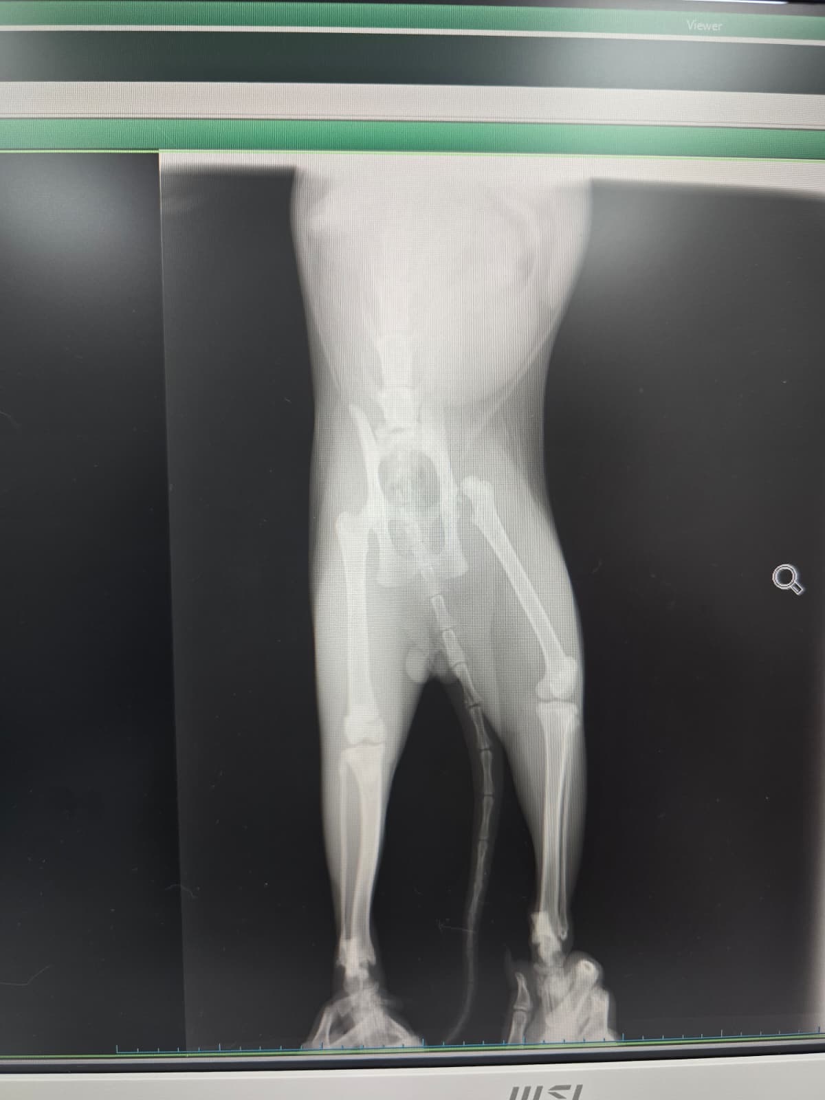 Help Kurabiye Walk Again After Her Accident campaign photo, 4 of 6