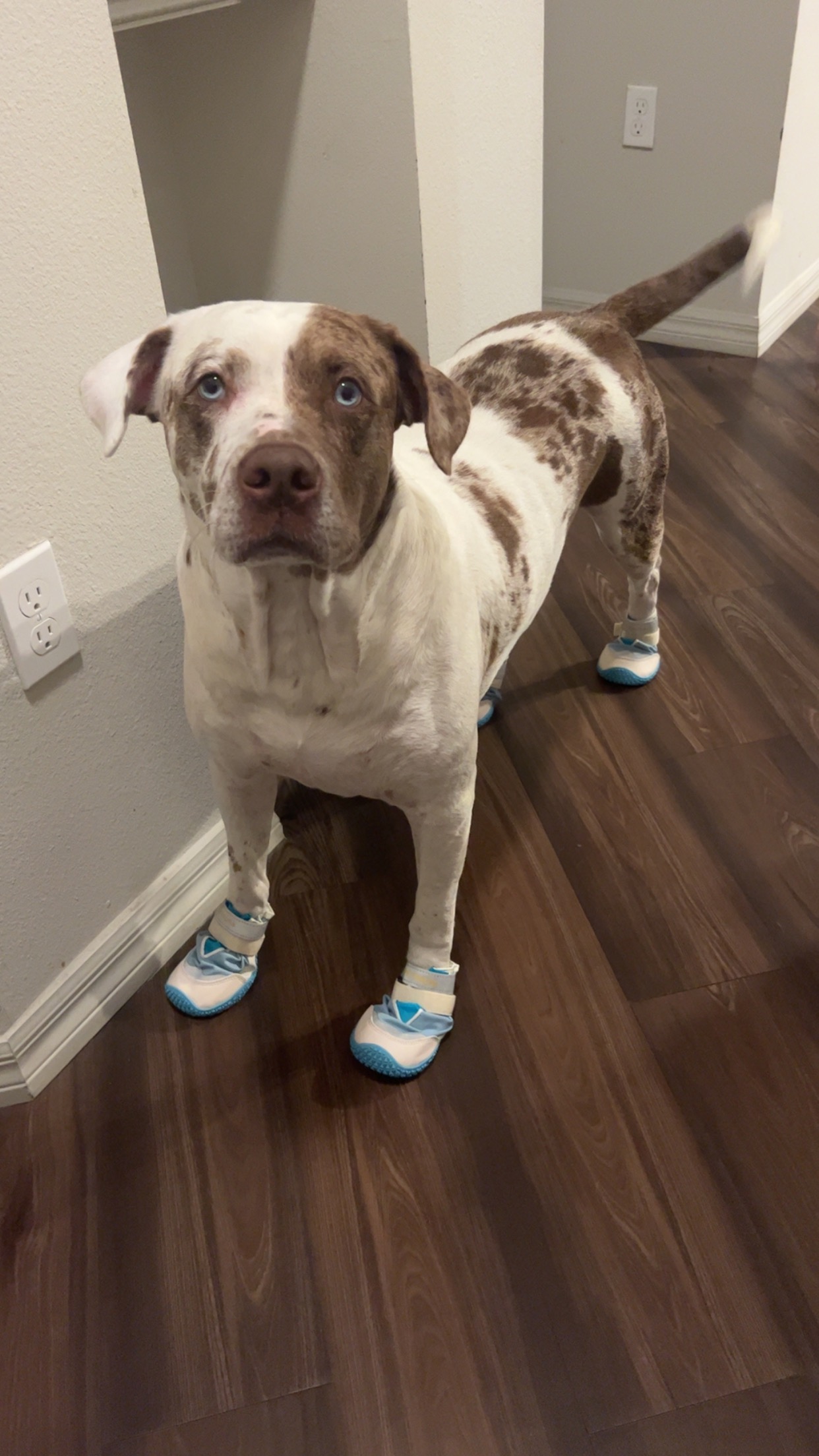 Donate to help Ashlyn with Whiskey Doodle’s cancer treatment campaign photo, 7 of 8
