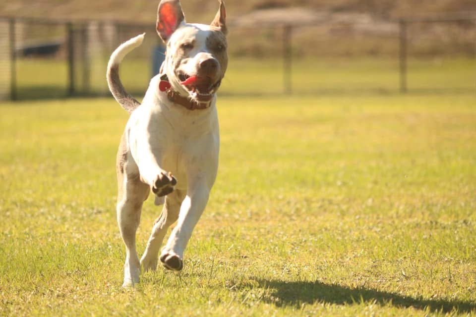 Donate to help Ashlyn with Whiskey Doodle’s cancer treatment campaign photo, 4 of 8