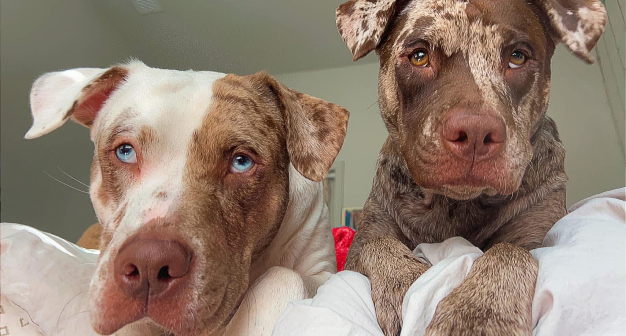 Donate to help Ashlyn with Whiskey Doodle’s cancer treatment campaign photo, 6 of 8