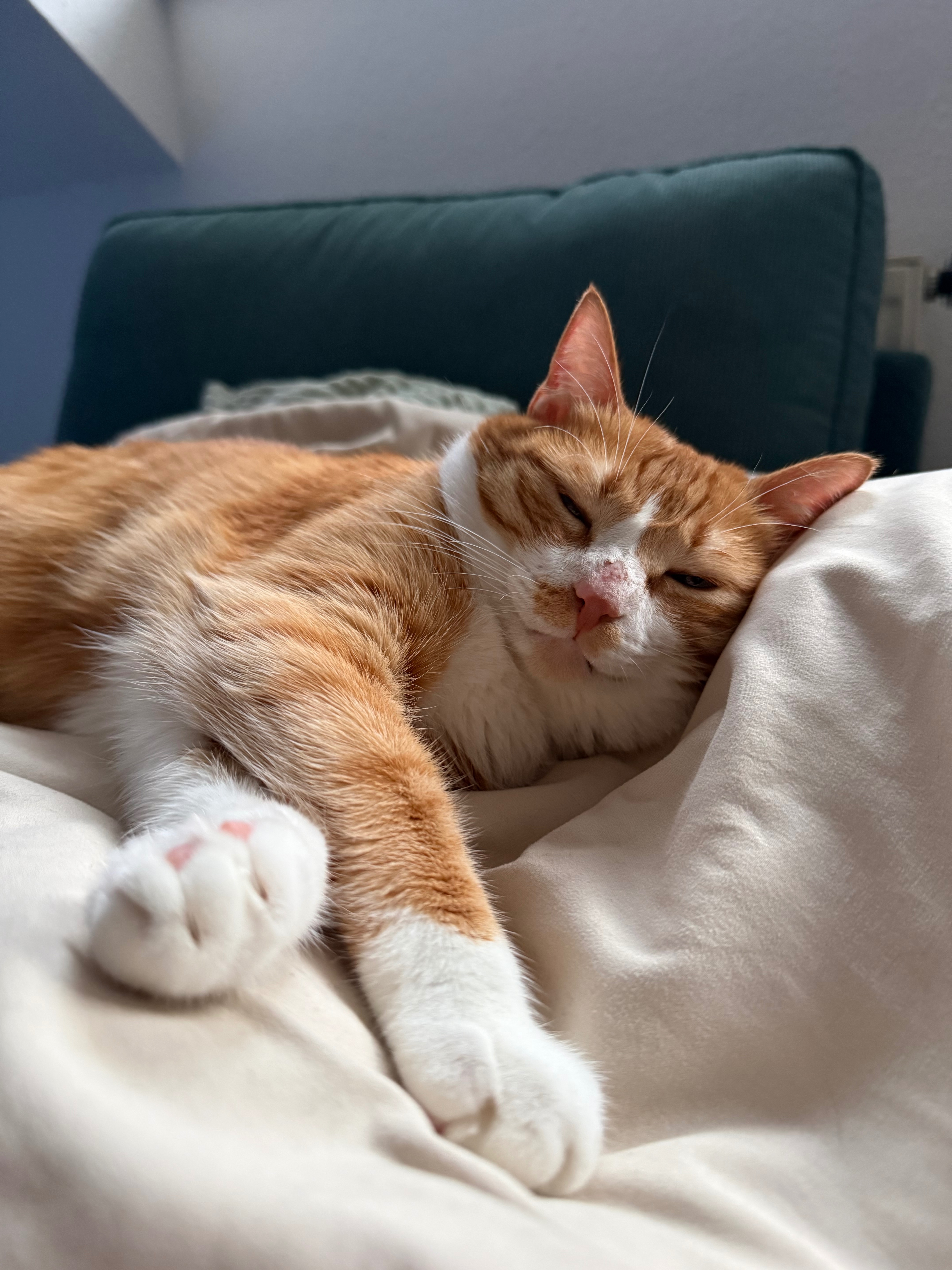 Hilfe für Bessy - FIP-Therapie für unsere 3-jährige Katze campaign photo, 2 of 4