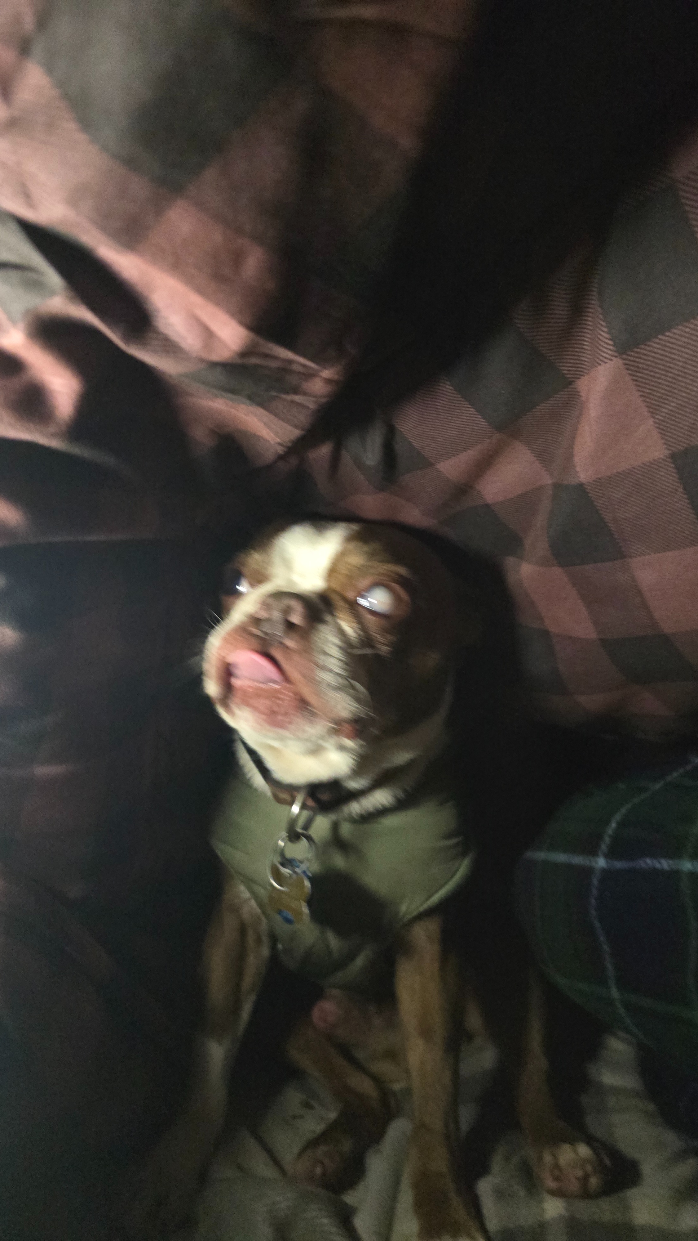 Help Save Pancho’s Life: Emergency Surgery Needed campaign photo, 6 of 7