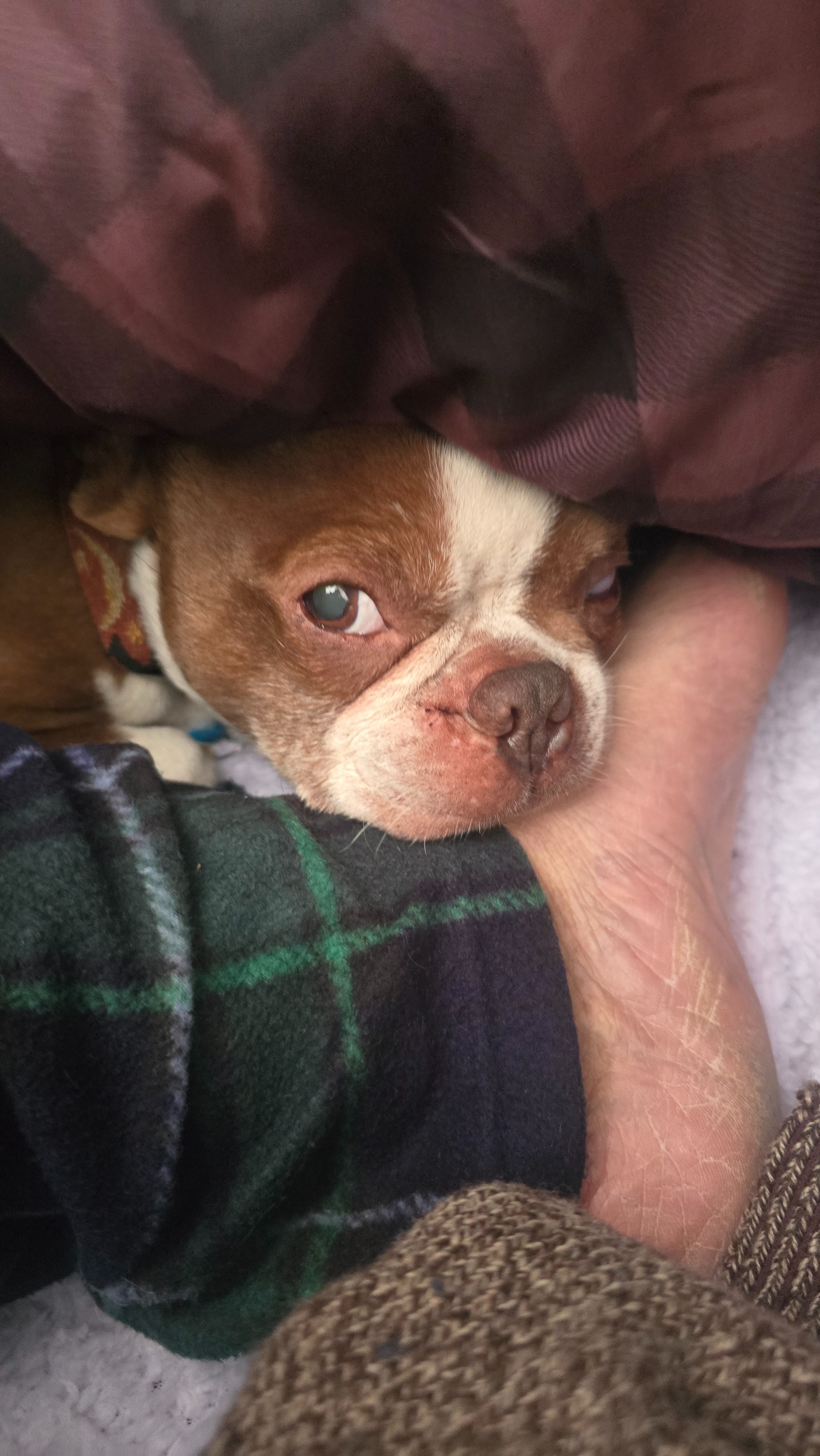 Help Save Pancho’s Life: Emergency Surgery Needed campaign photo, 4 of 7
