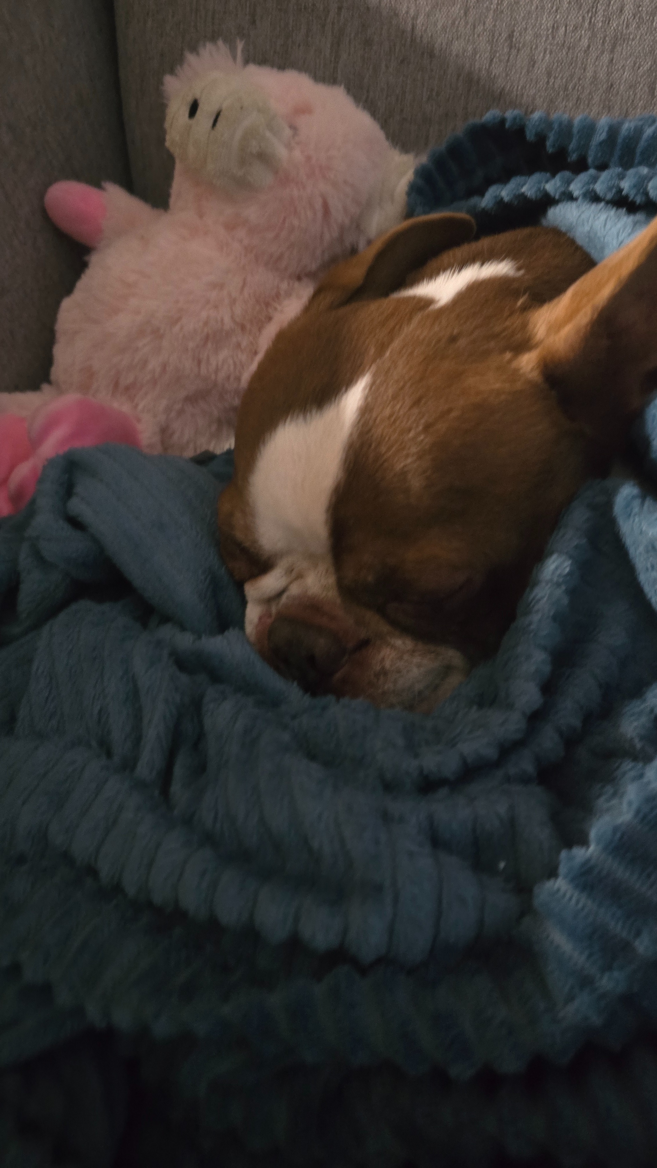 Help Save Pancho’s Life: Emergency Surgery Needed campaign photo, 2 of 7