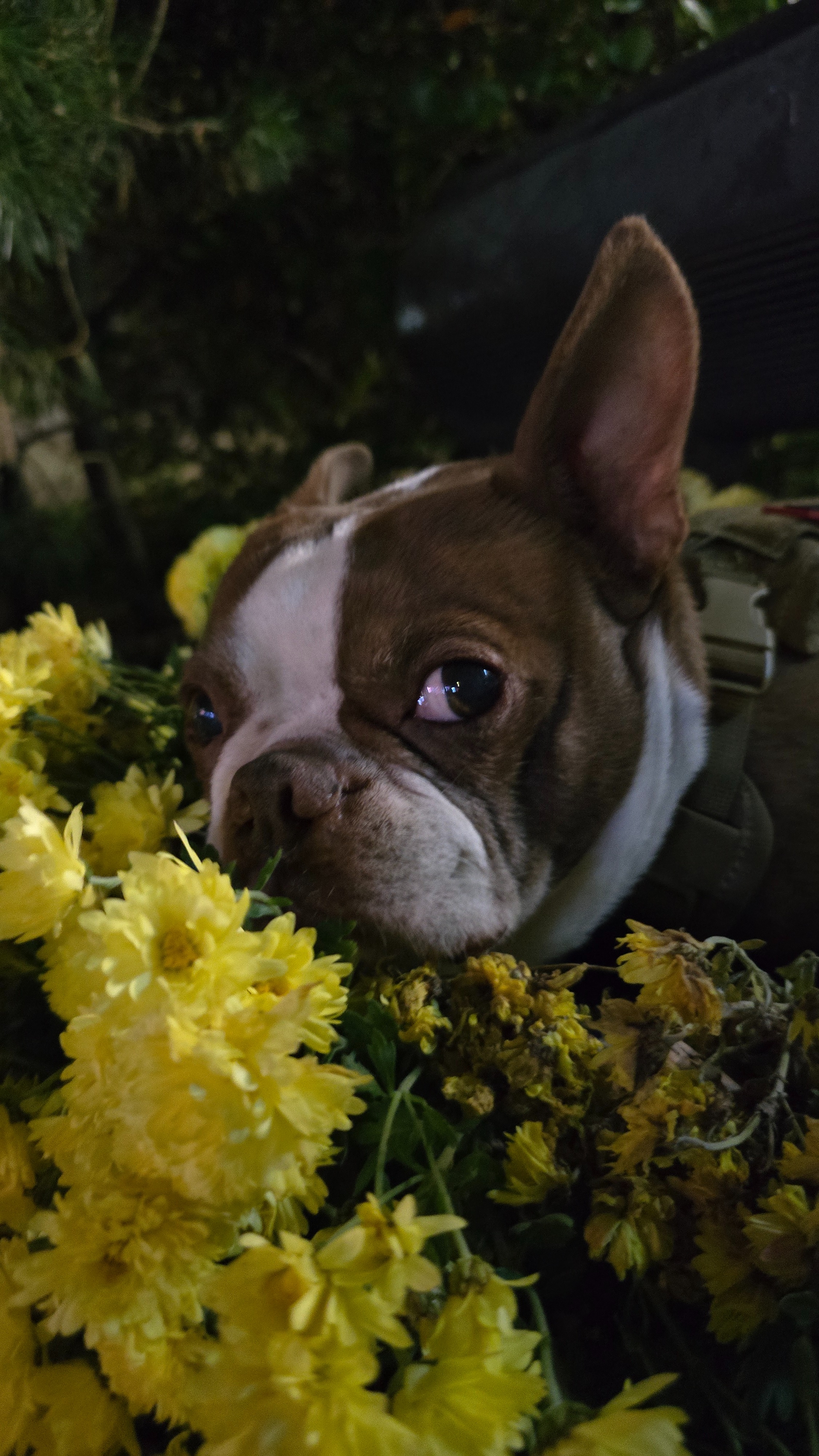 Help Save Pancho’s Life: Emergency Surgery Needed campaign photo, 5 of 7