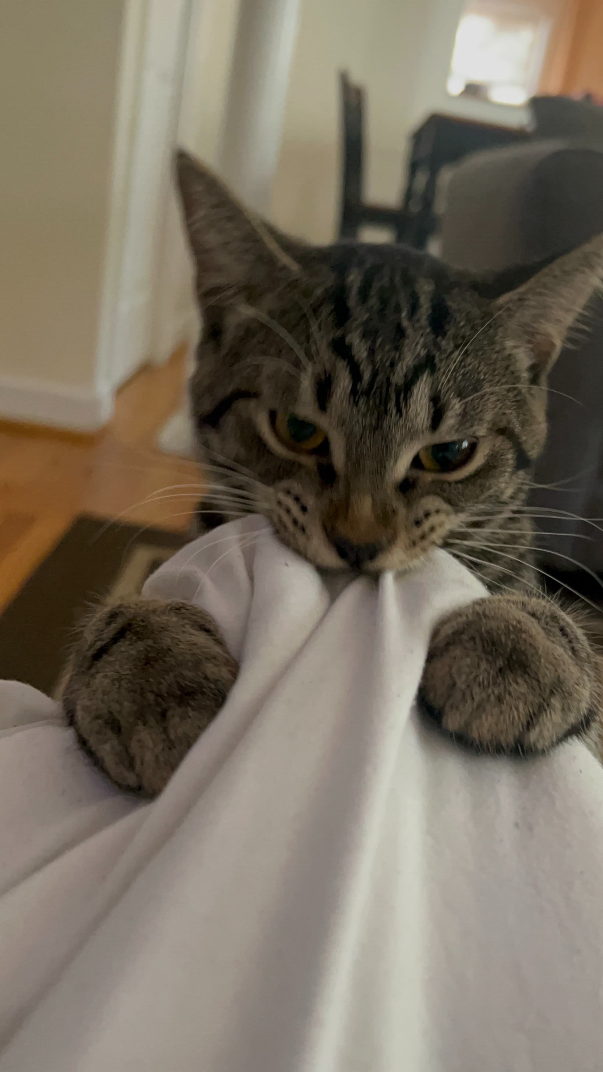 Fundraiser by Jesse Simcox : Save Rambo: Urgent Funds Needed