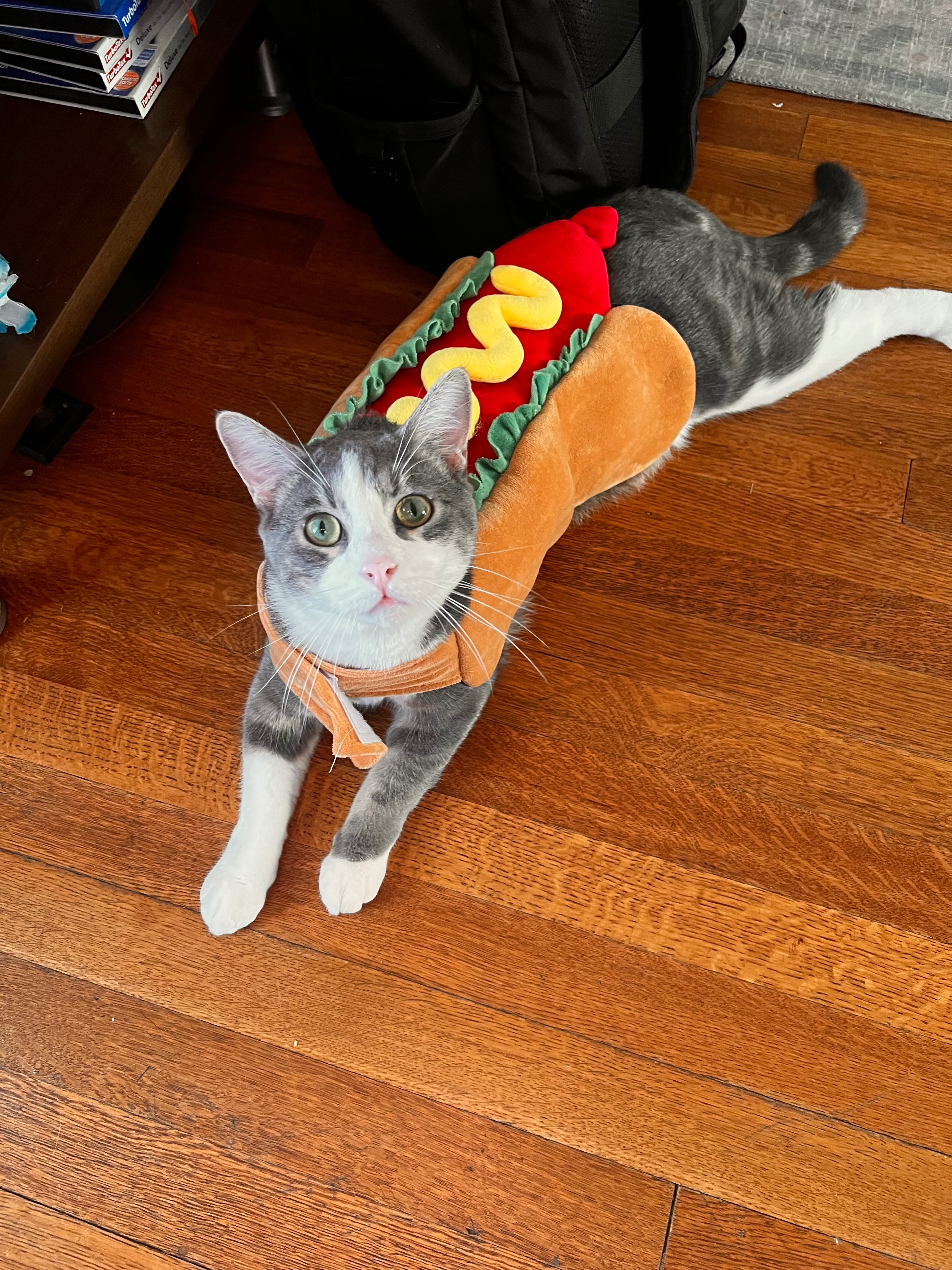 Help George Get Life-Saving Surgery campaign photo, 4 of 8