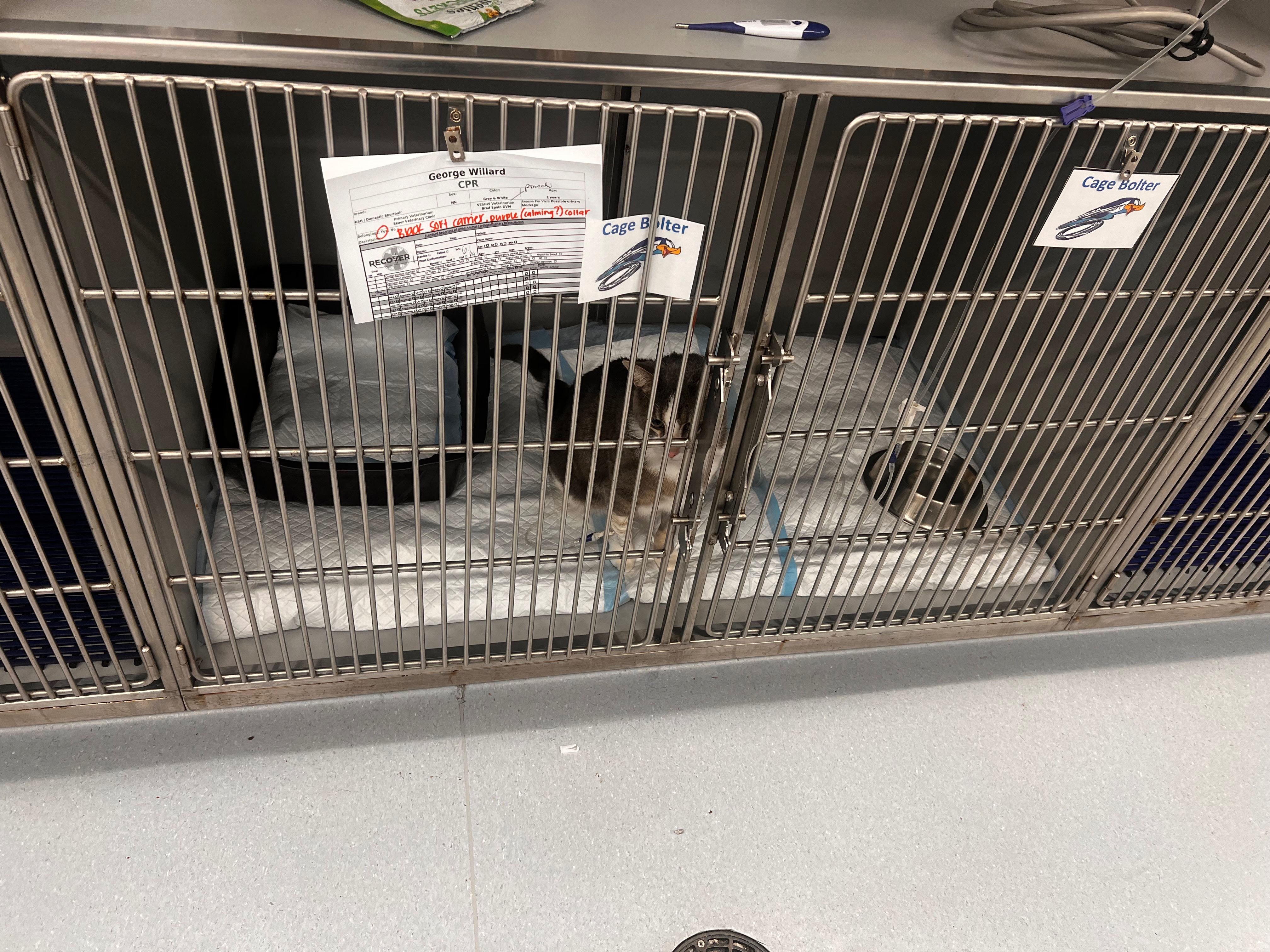 Help George Get Life-Saving Surgery campaign photo, 5 of 8
