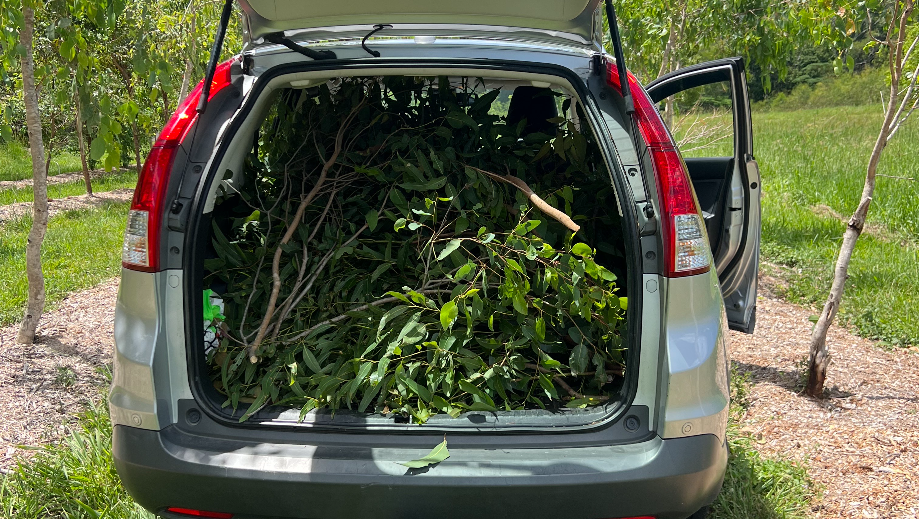 Koala Rescue Vehicle - Hinterland Wildlife Rescue pinned link photo