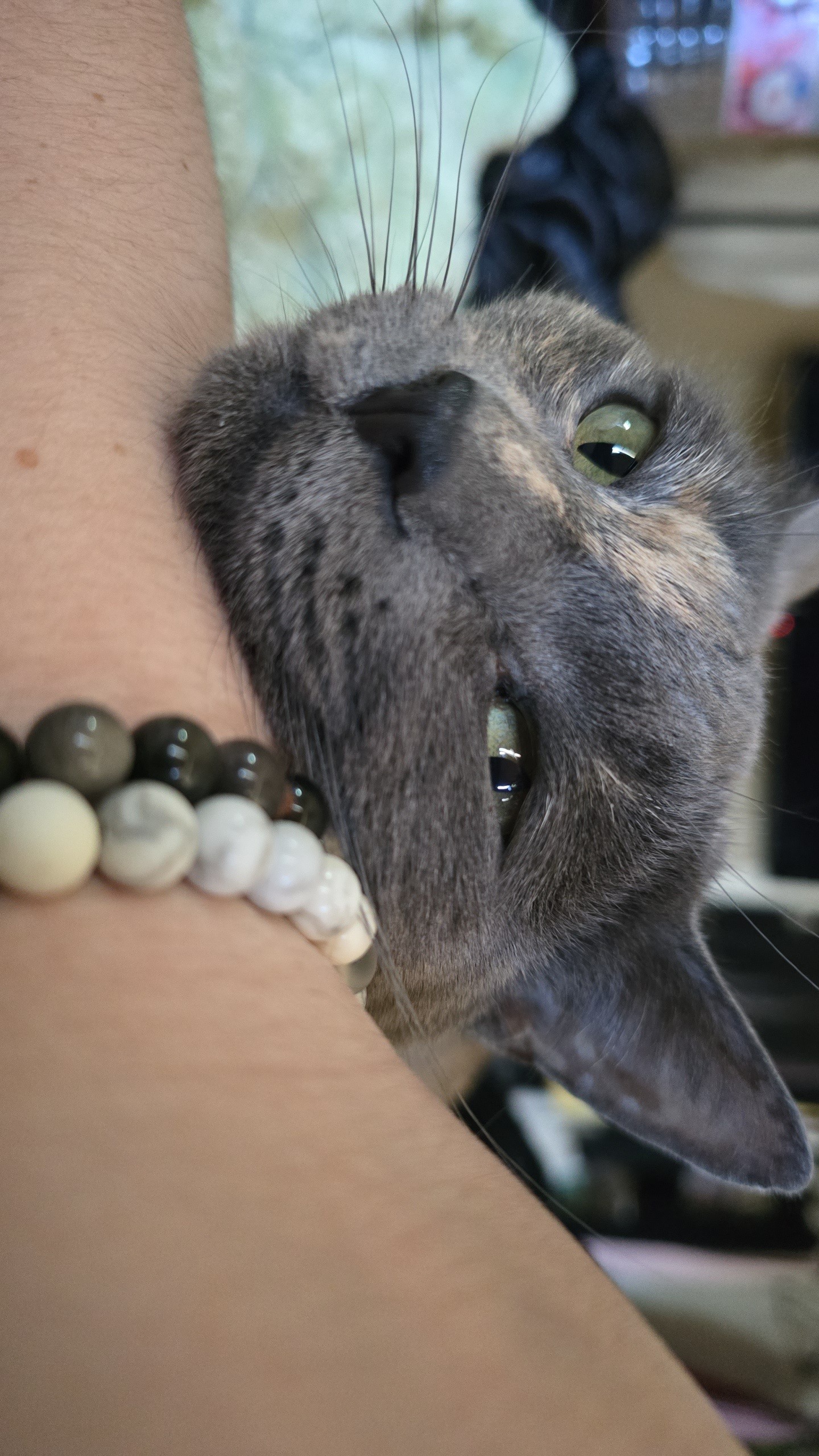 Help Rain Move to the PNW with Kylo, Opal, and Asclepius campaign photo, 4 of 5