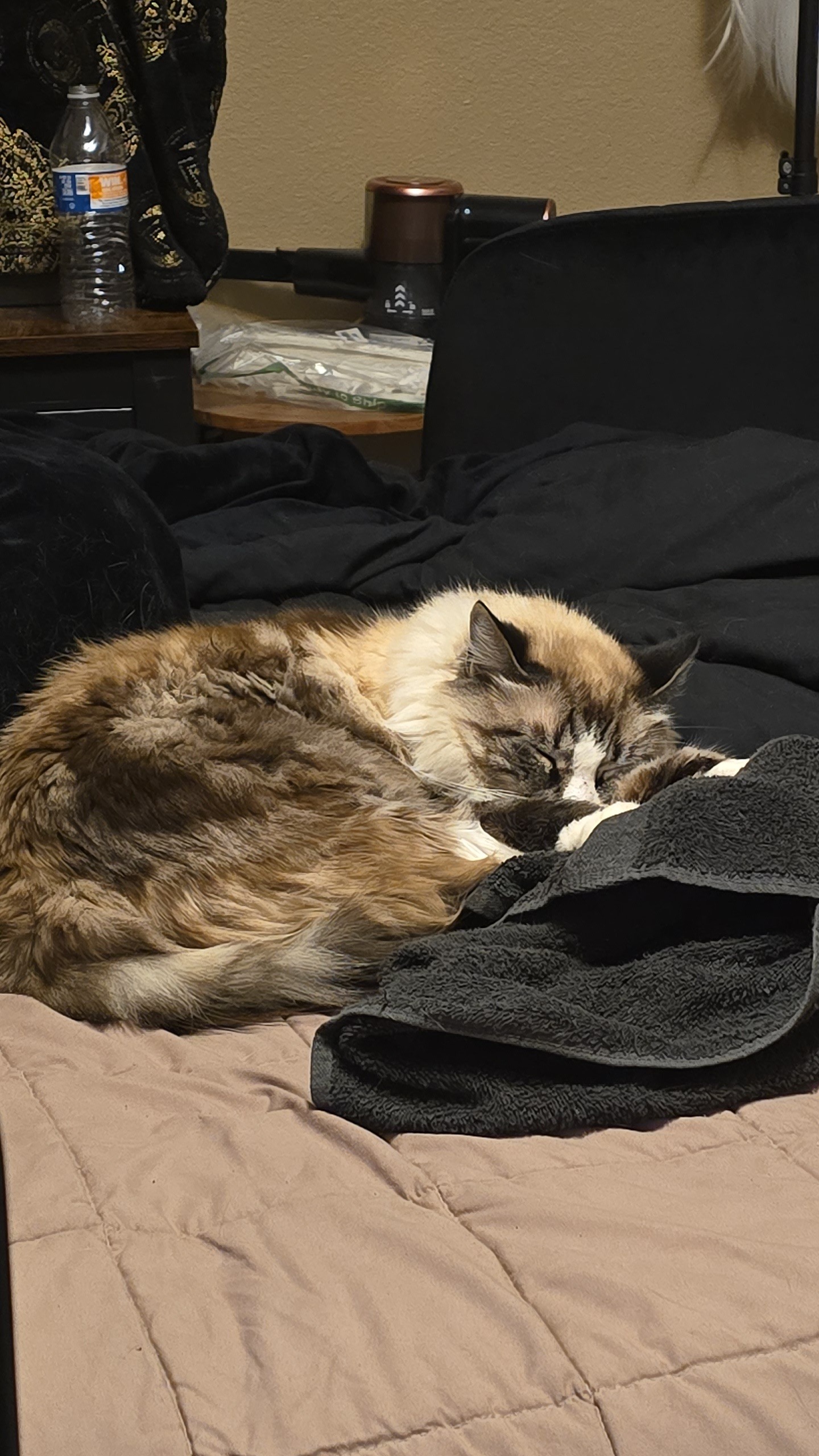 Help Rain Move to the PNW with Kylo, Opal, and Asclepius campaign photo, 2 of 5