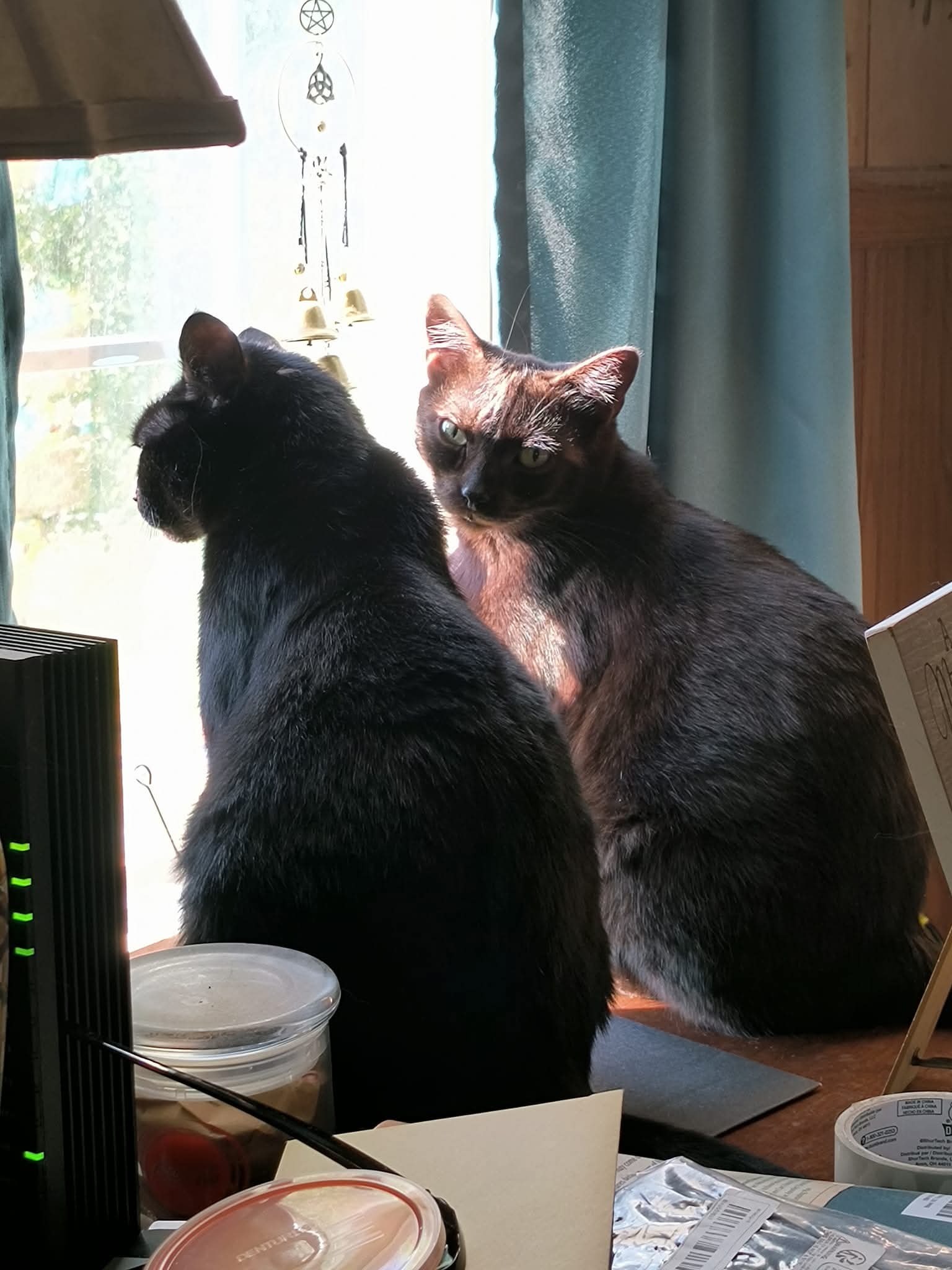 Support Mike After House Fire and Loss of Pets campaign photo, 2 of 8