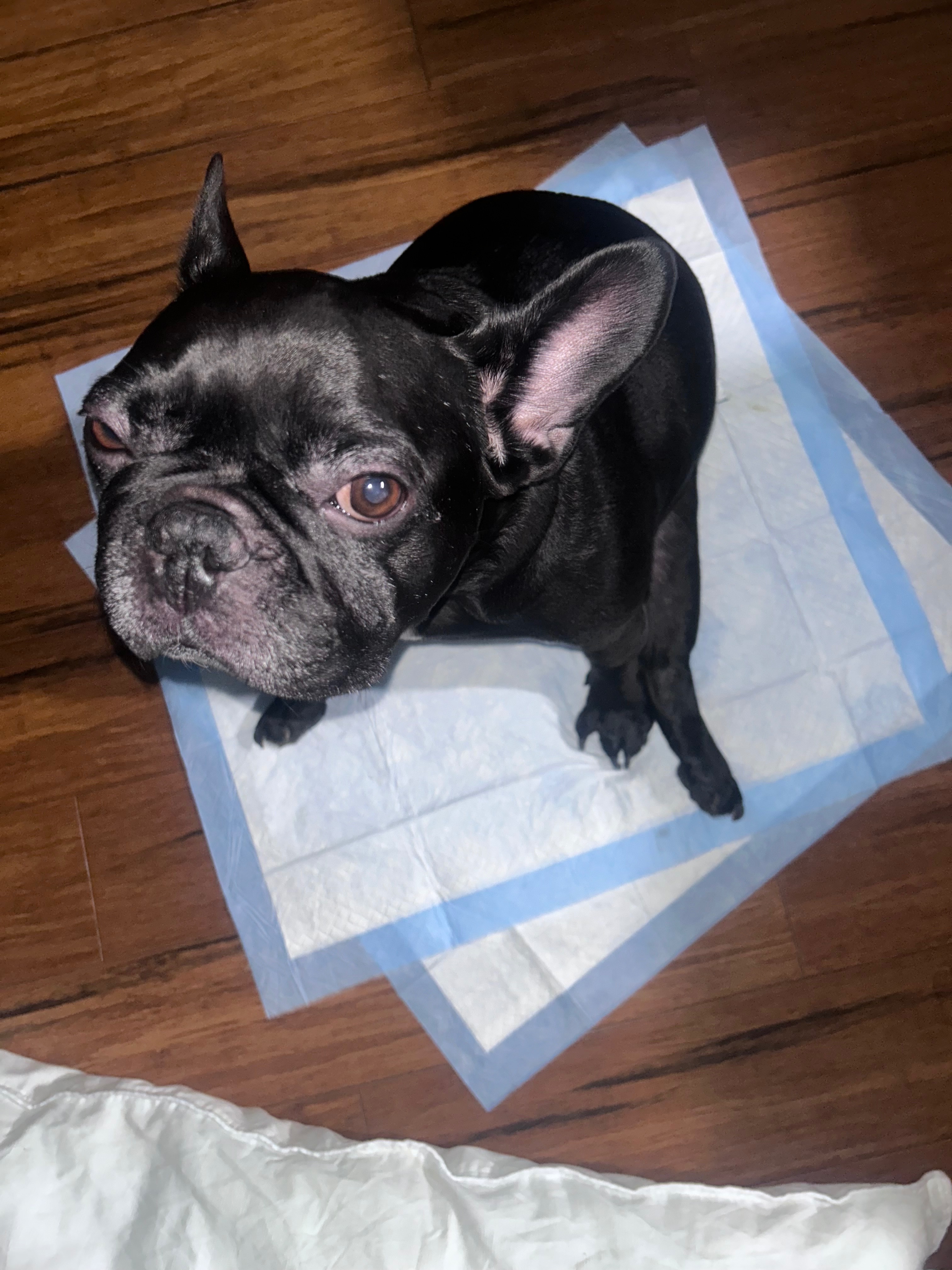 Donate for Gizmo’s MRI and Treatment campaign photo, 5 of 6