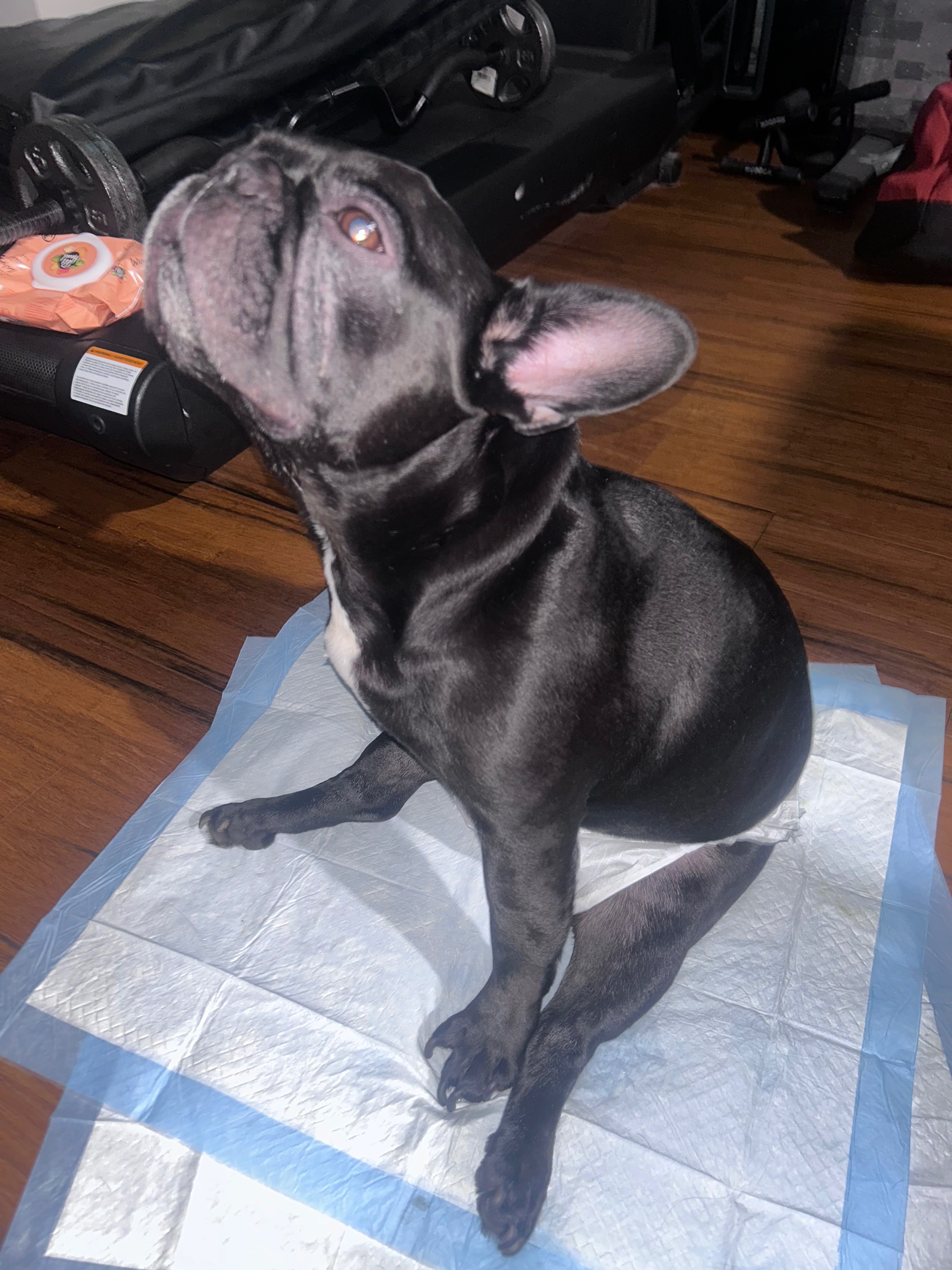 Donate for Gizmo’s MRI and Treatment campaign photo, 2 of 6