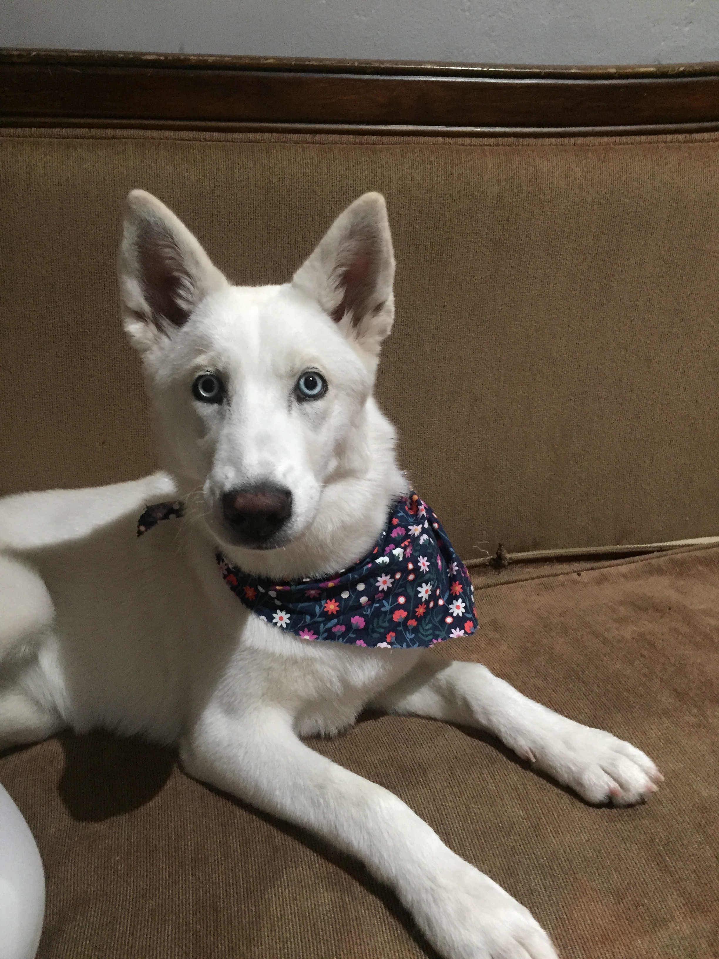 Care for Blue's Medical Needs and Recovery campaign photo, 2 of 4