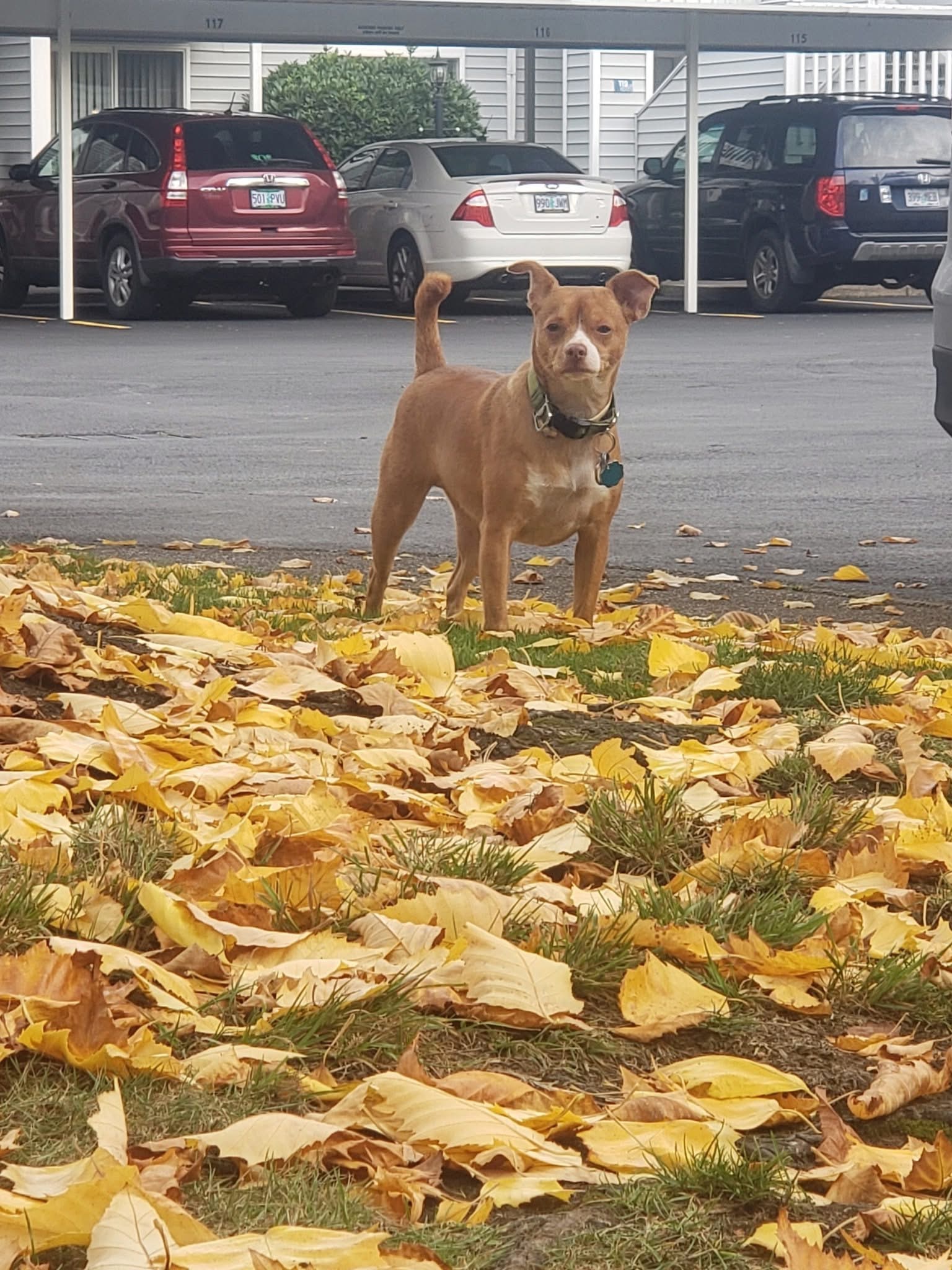 Help Loki Walk Again: Surgery for Pat’s Pup campaign photo, 6 of 8