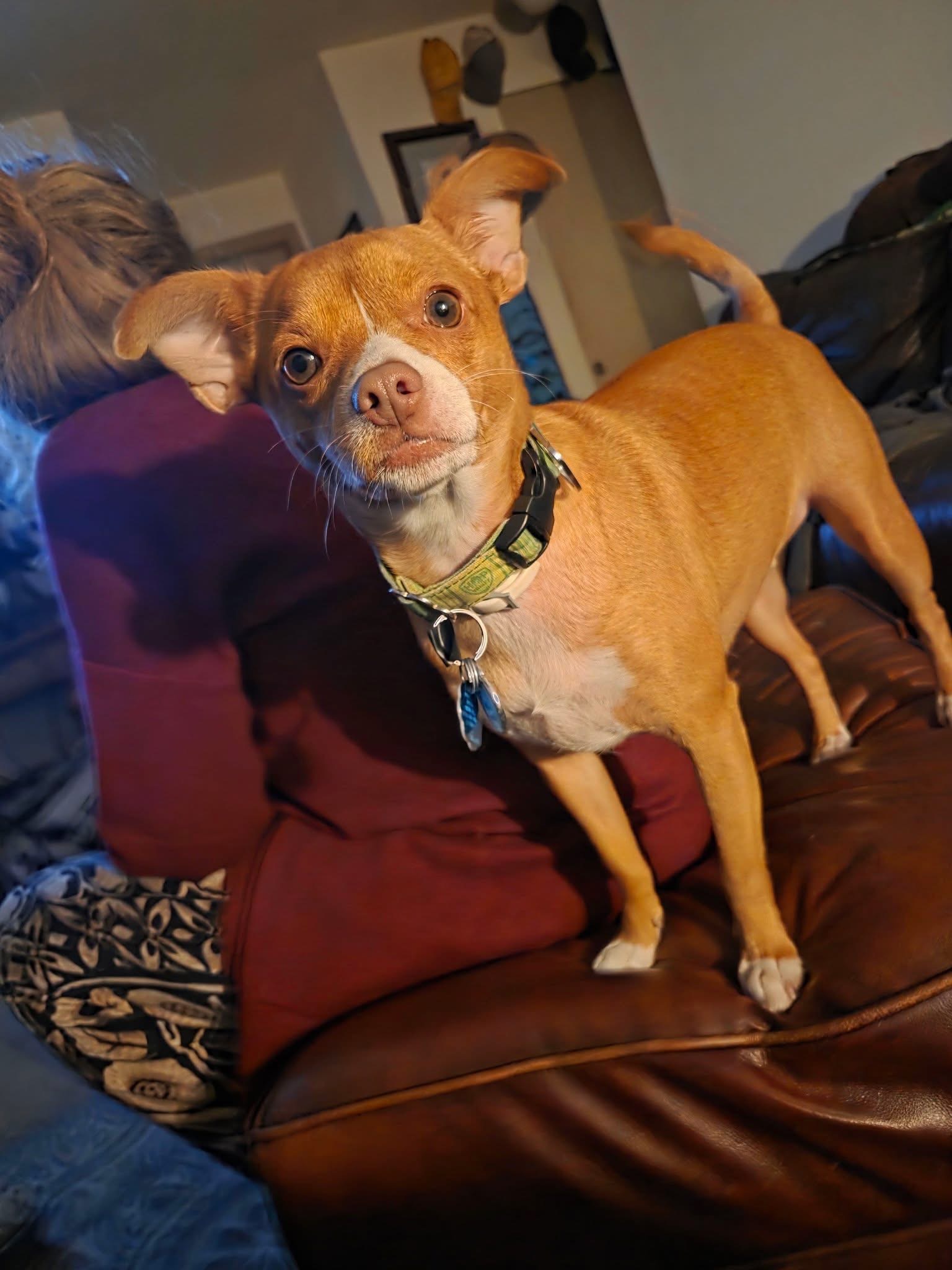 Help Loki Walk Again: Surgery for Pat’s Pup campaign photo, 2 of 8