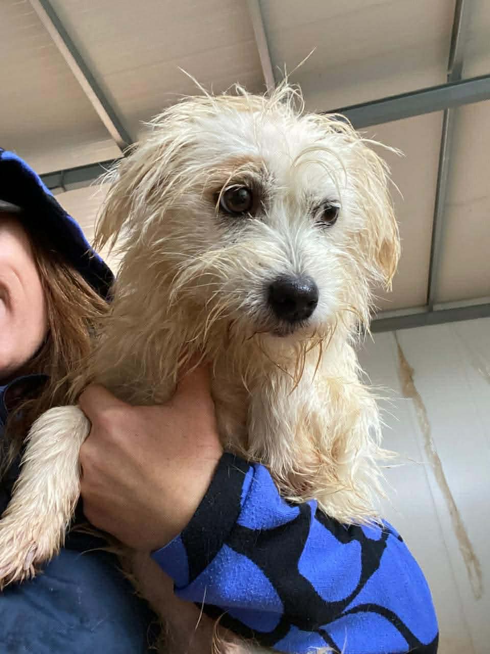 Get Jack out of the shelter campaign photo, 5 of 6