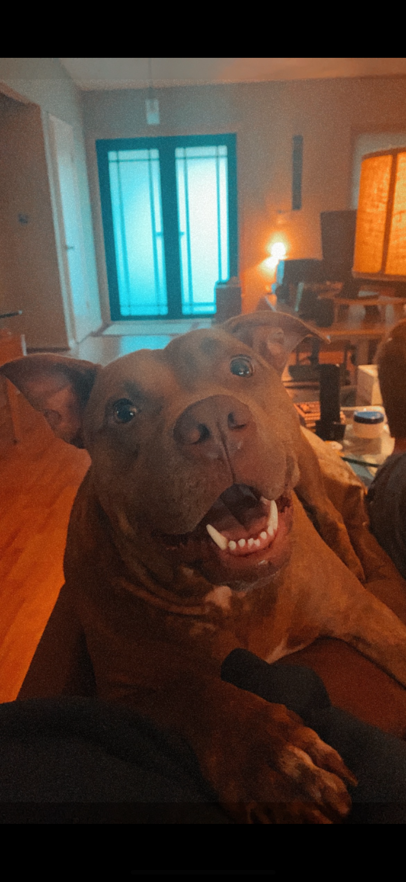 Finny has crossed the rainbow bridge campaign photo, 4 of 8