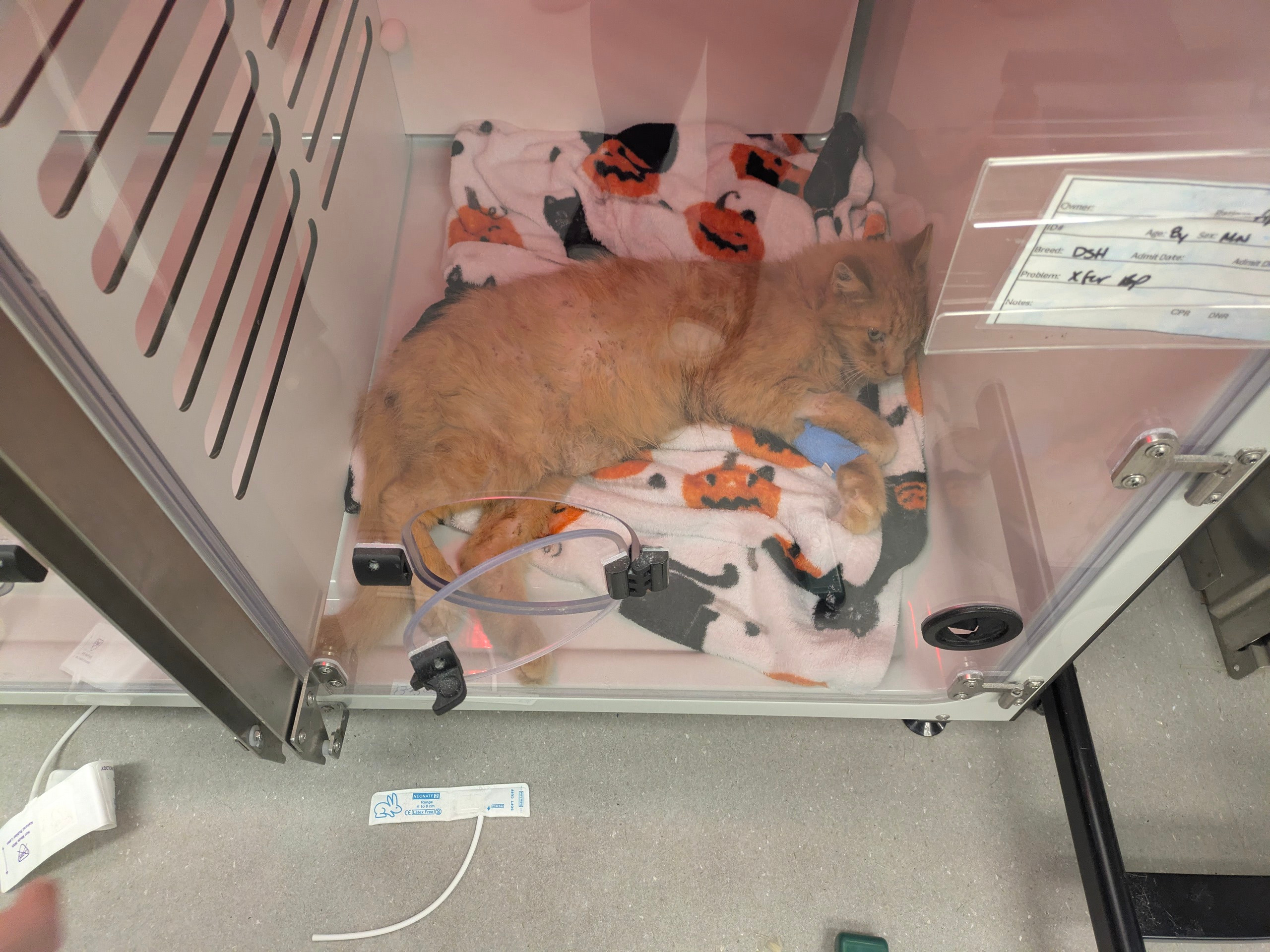 Help us recover from Babys medical debt campaign photo, 4 of 5