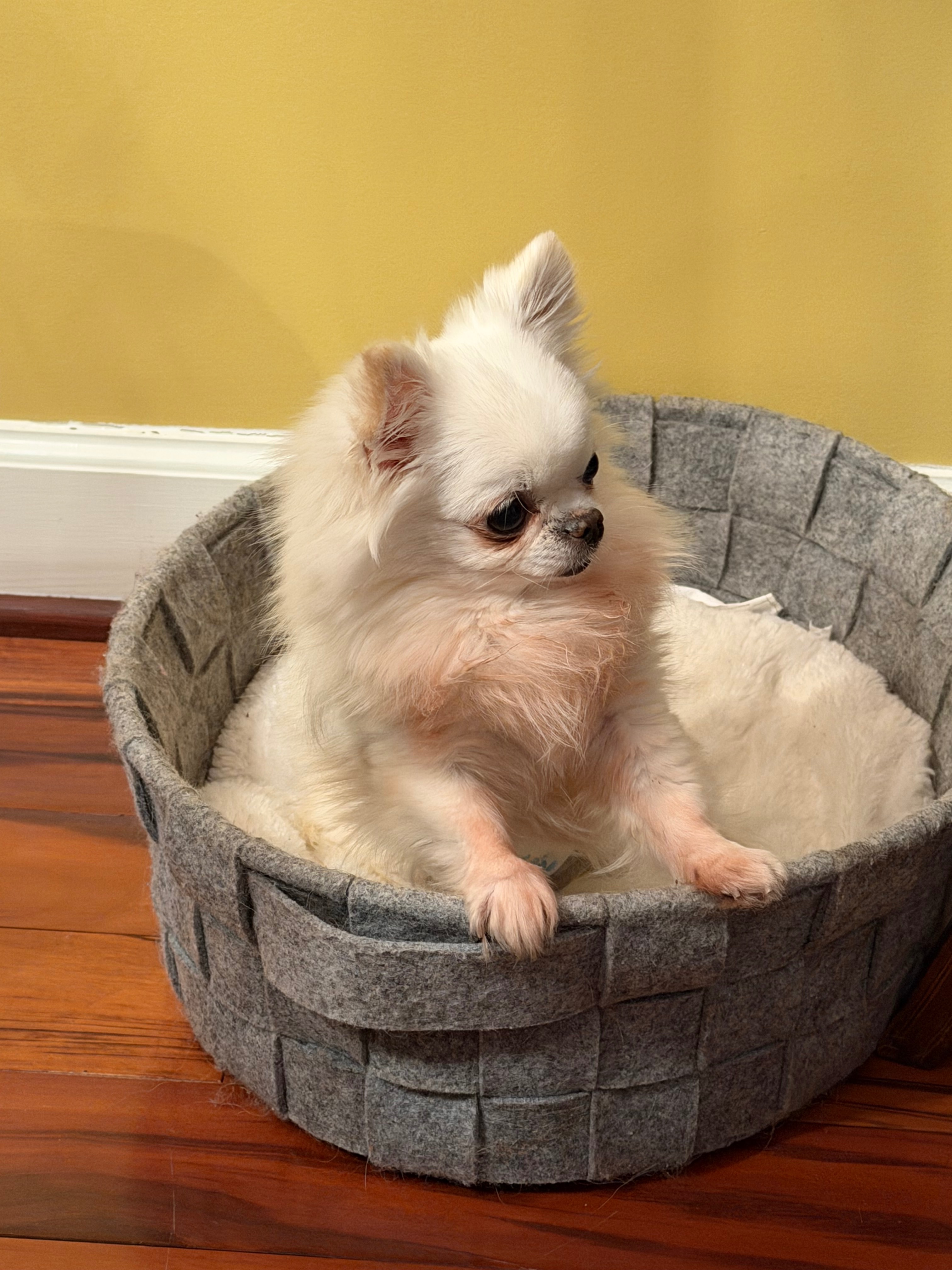 Help Newman Get Urgent Dental Surgery campaign photo, 7 of 8