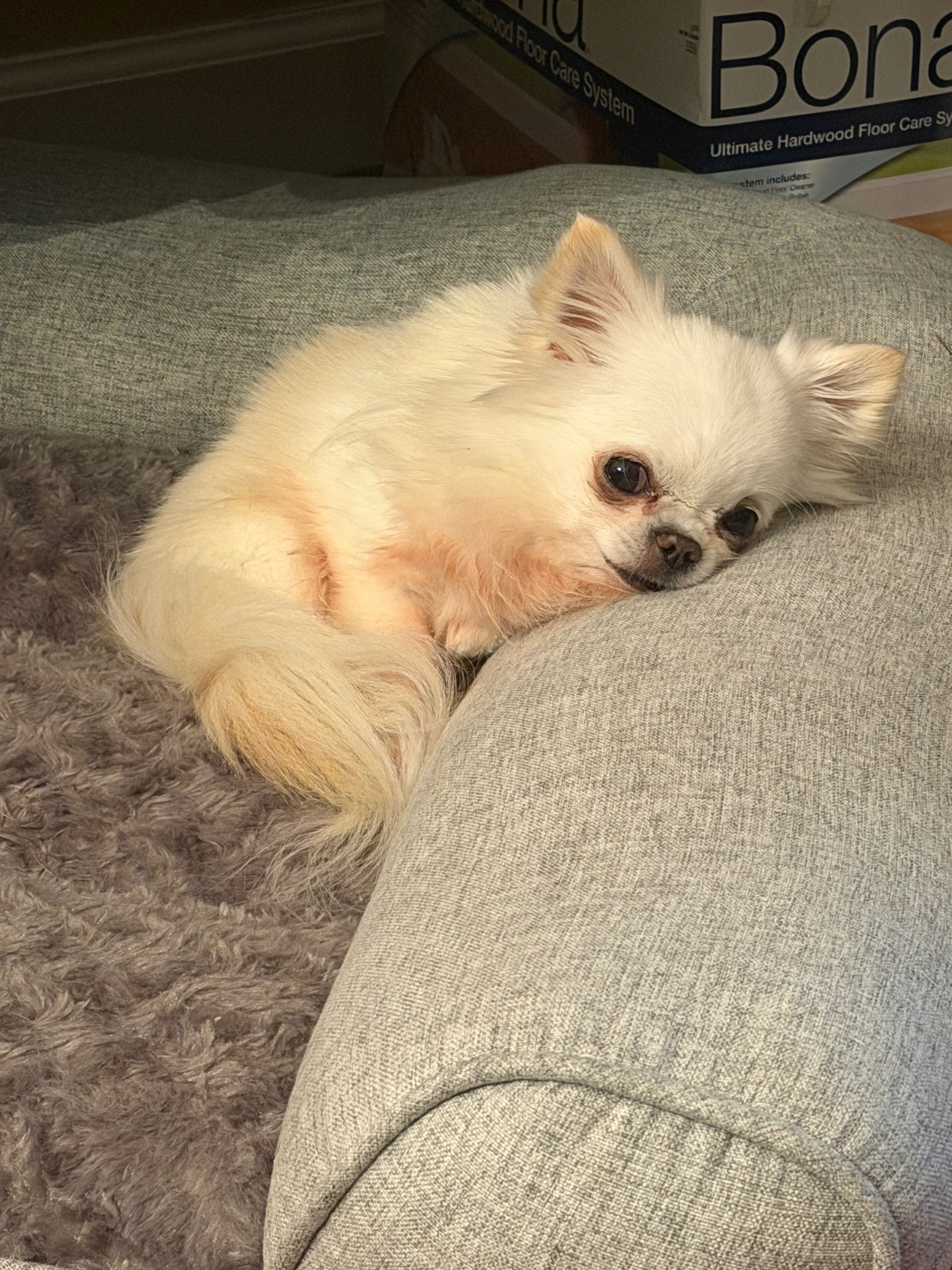 Help Newman Get Urgent Dental Surgery campaign photo, 4 of 8