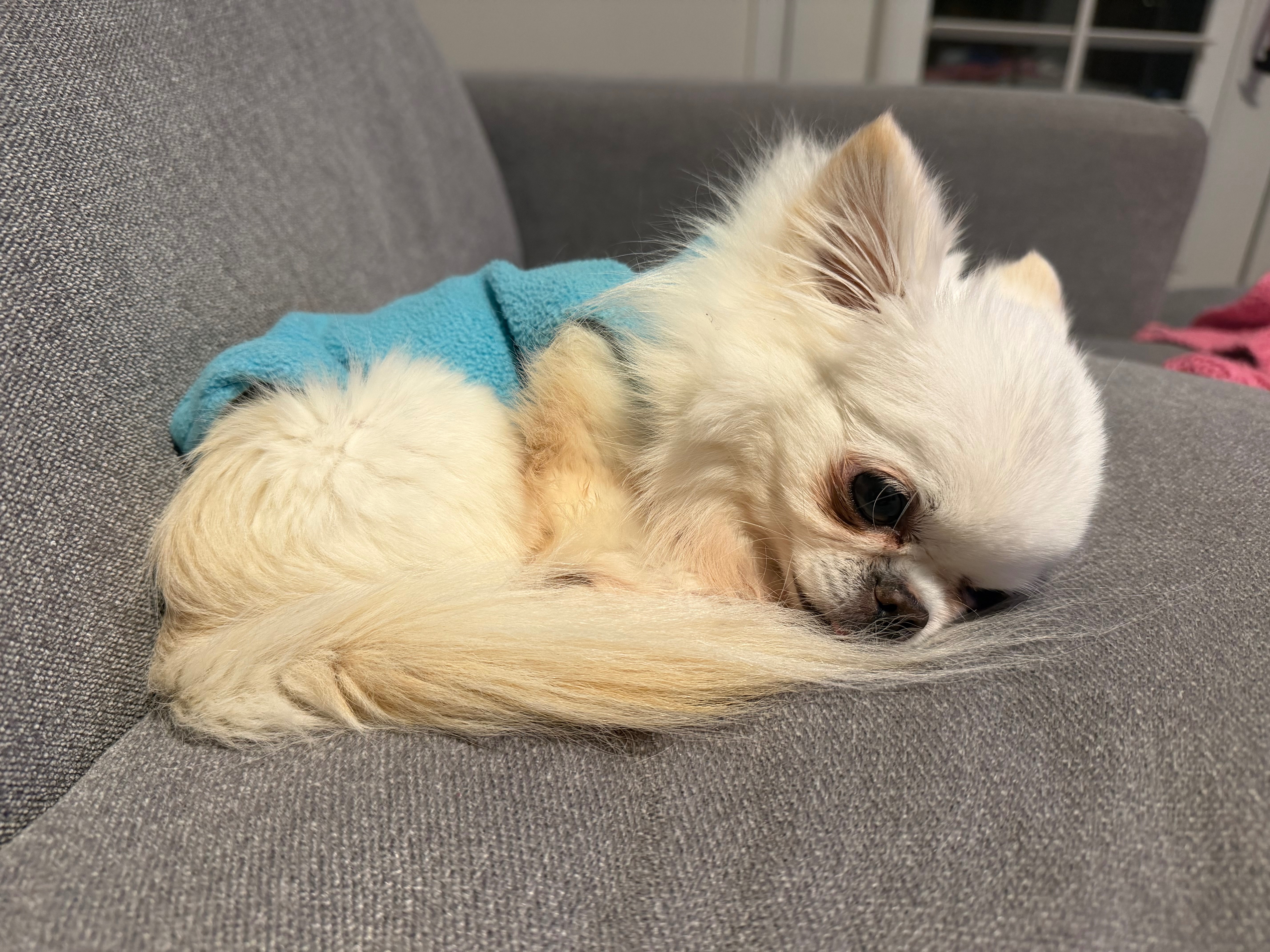Help Newman Get Urgent Dental Surgery campaign photo, 6 of 8