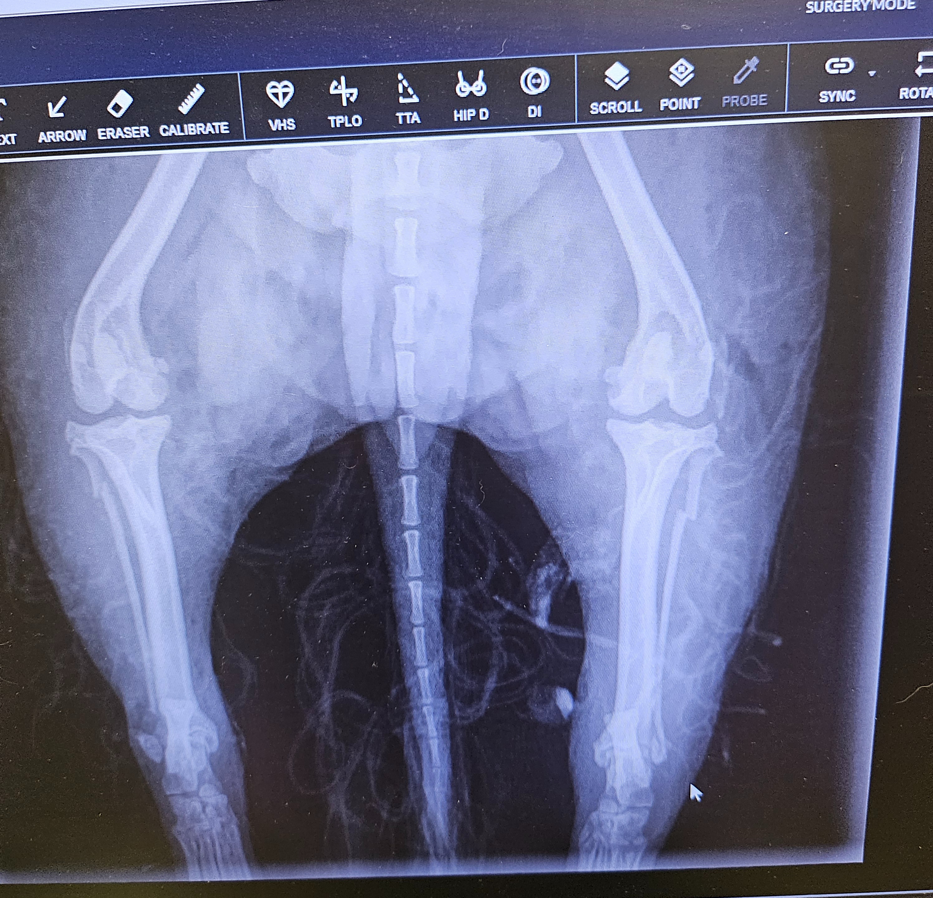 Help Whittles (Cammie) Recover After Attack campaign photo, 2 of 7