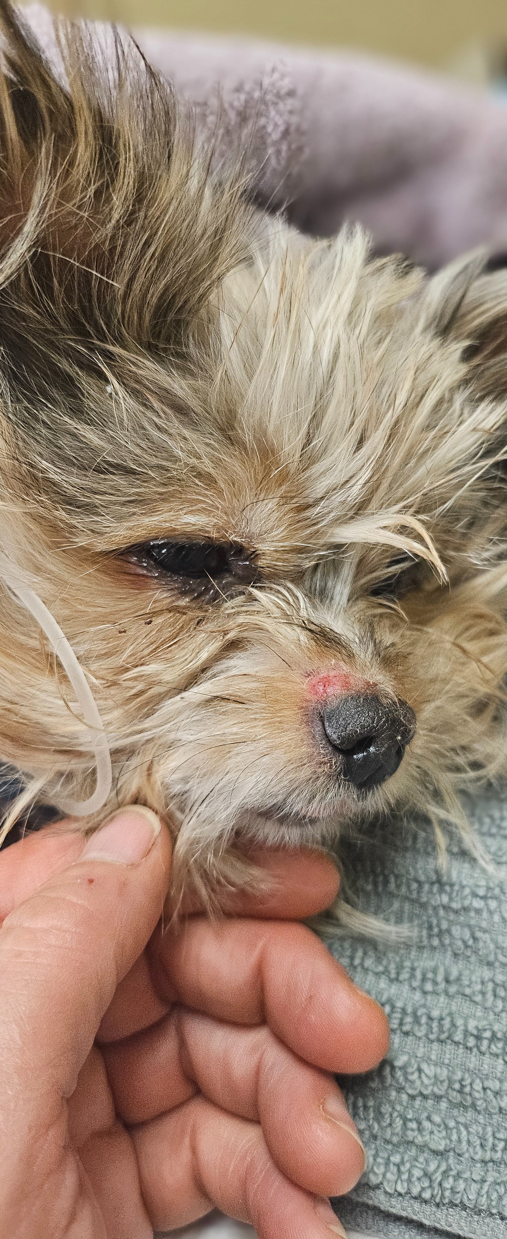 Help Whittles (Cammie) Recover After Attack campaign photo, 4 of 7