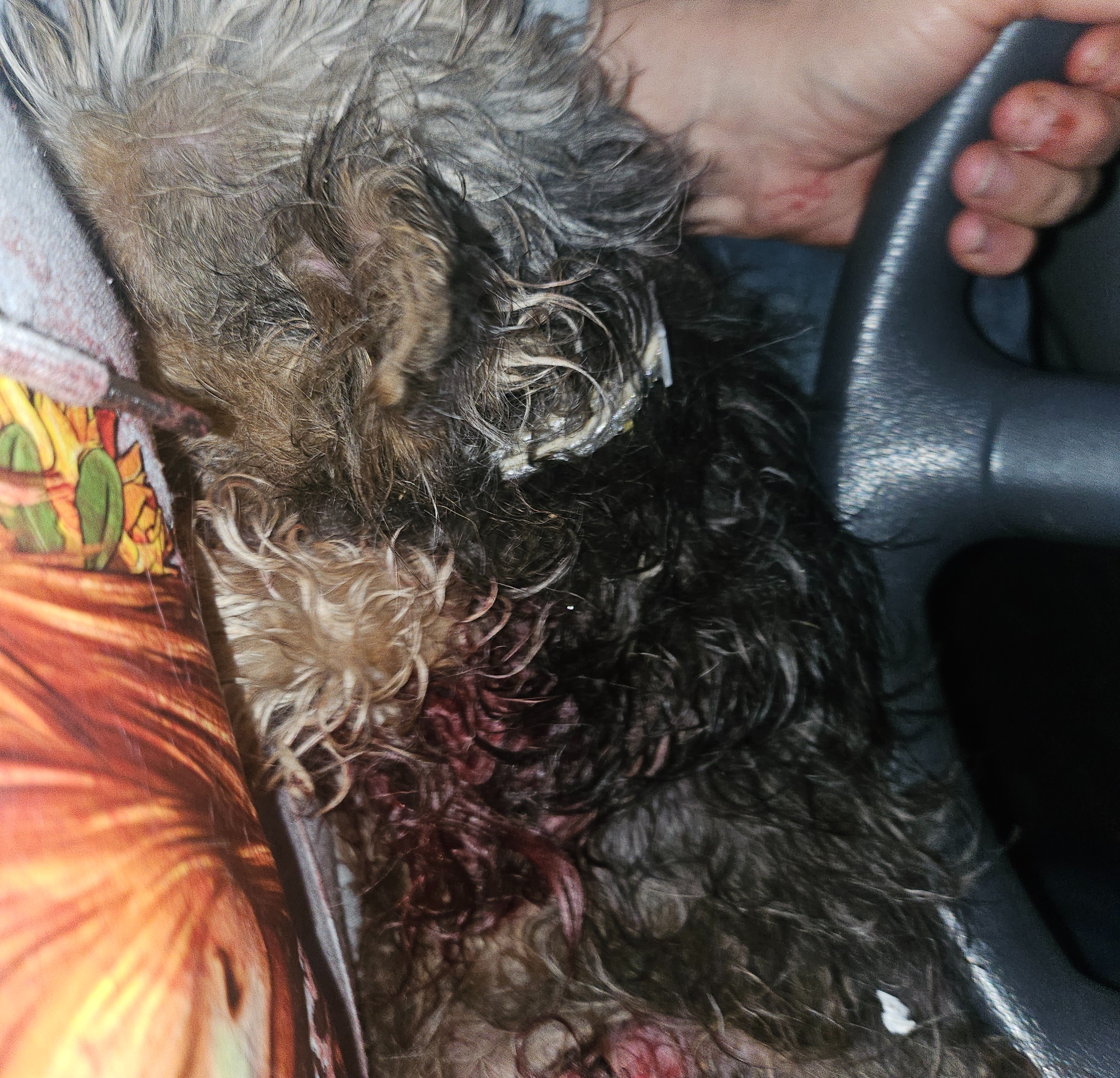 Help Whittles (Cammie) Recover After Attack campaign photo, 5 of 7