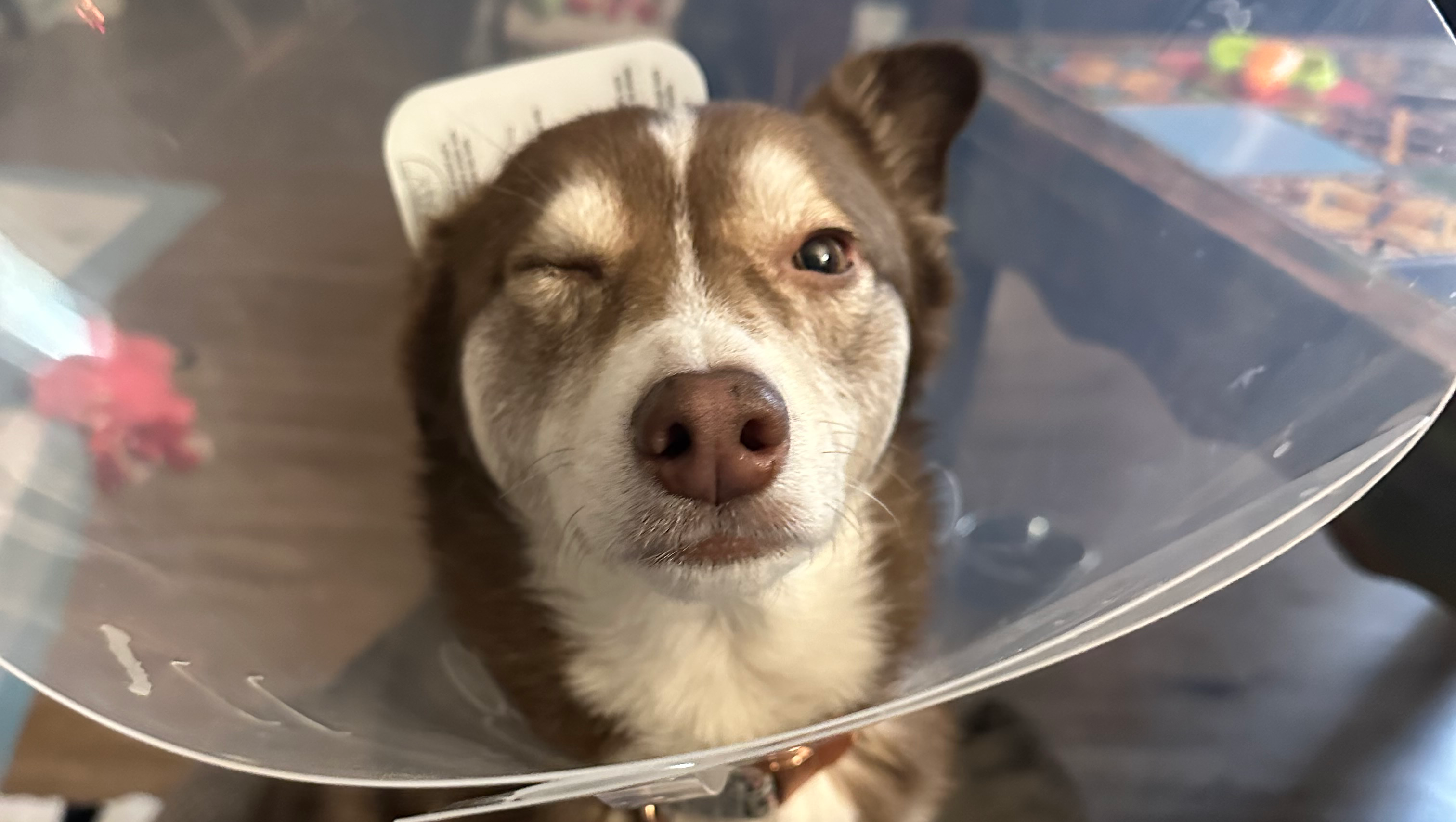 Helping Blitzen See a Brighter, Pain-Free Future