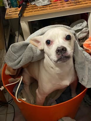 Loki braucht eine Operation campaign photo, 2 of 8