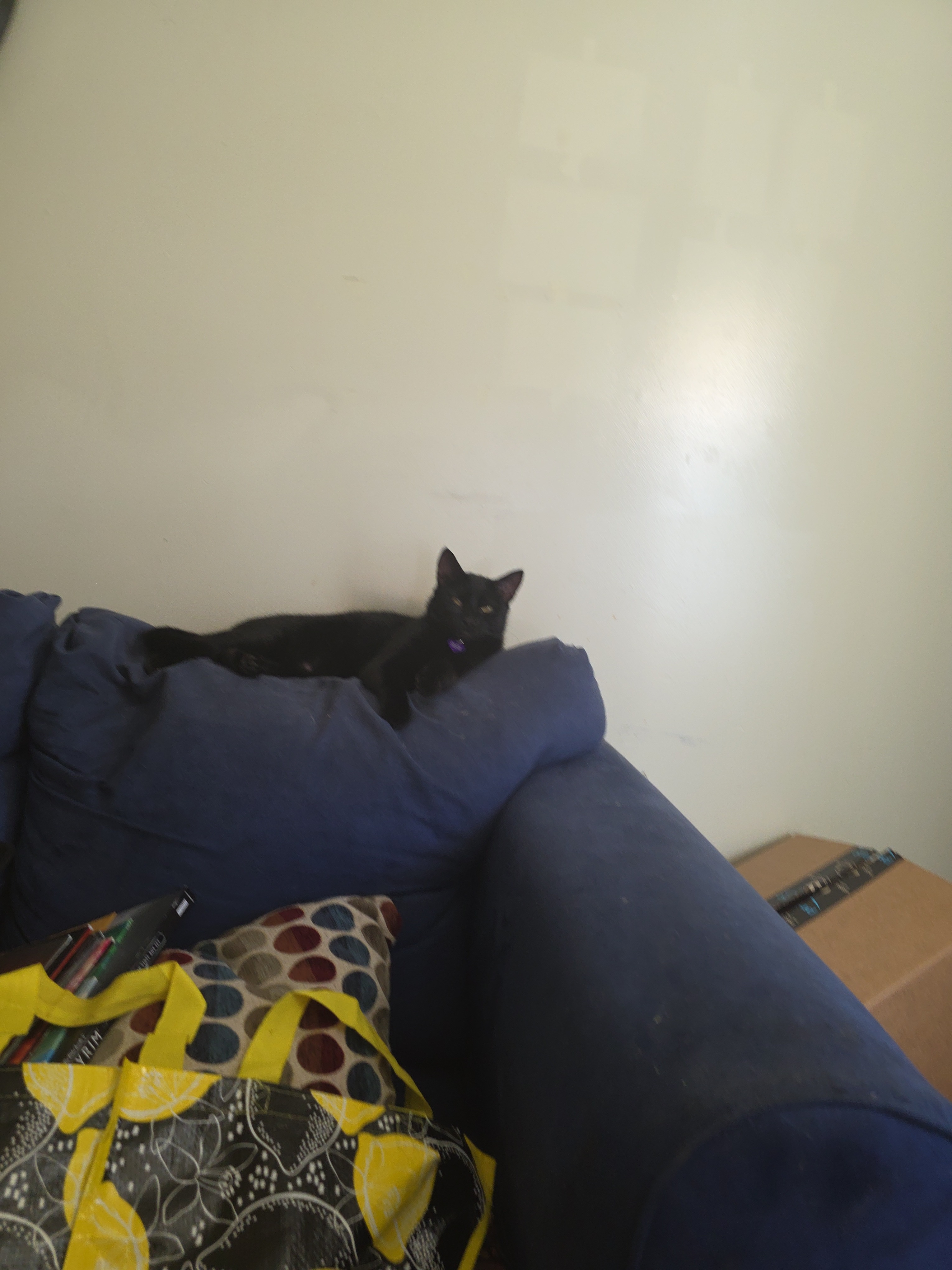 Help Bella Get Emergency Vet Care campaign photo, 5 of 6