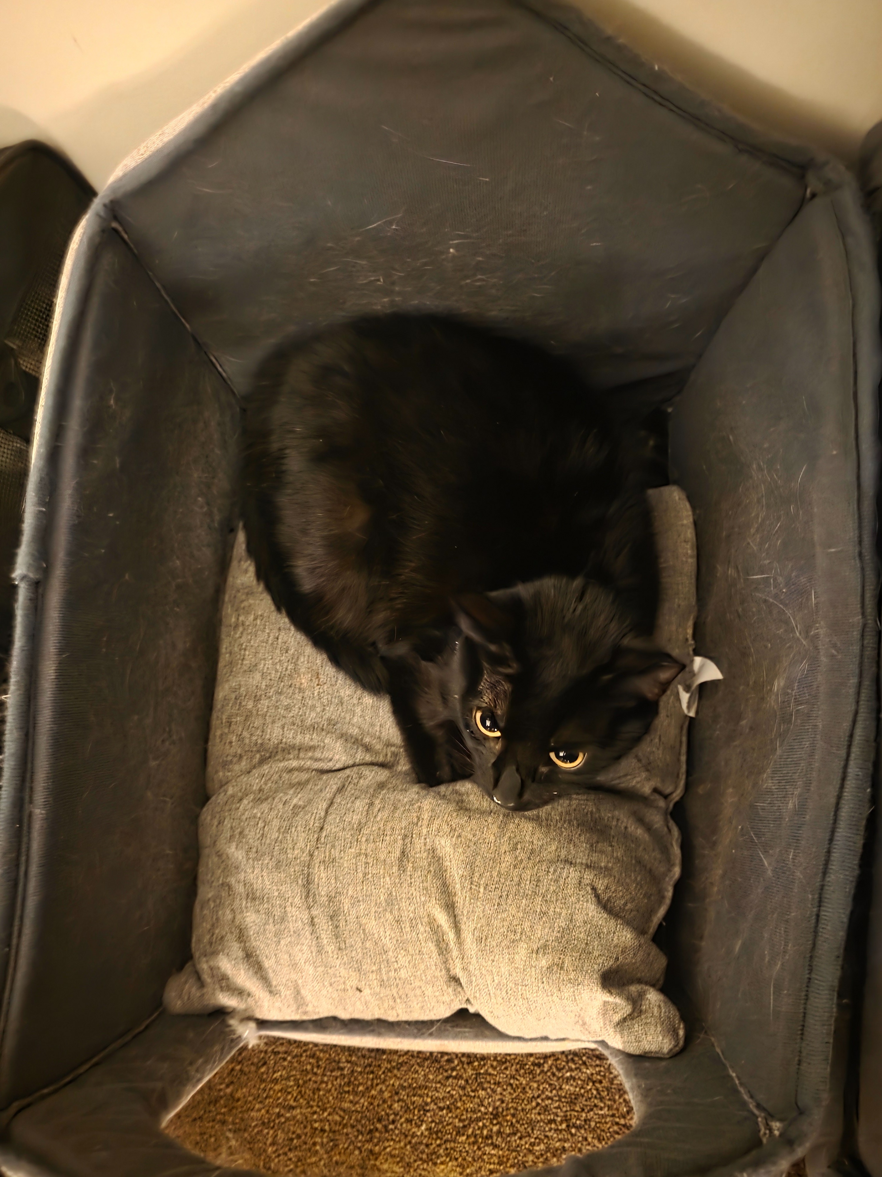 Help Bella Get Emergency Vet Care campaign photo, 4 of 6