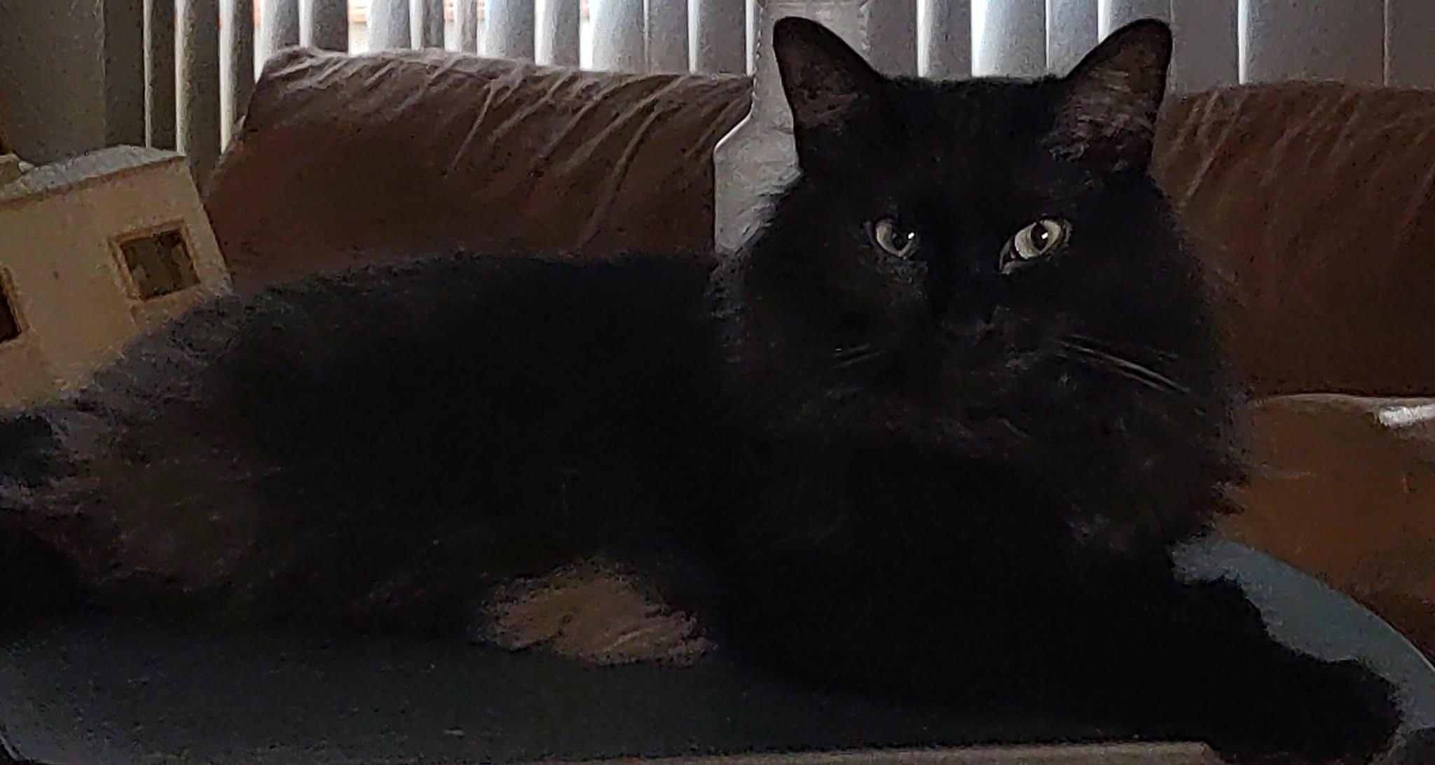 Help Save Miracle: Life-Saving Surgery for Our Cat campaign photo, 6 of 7