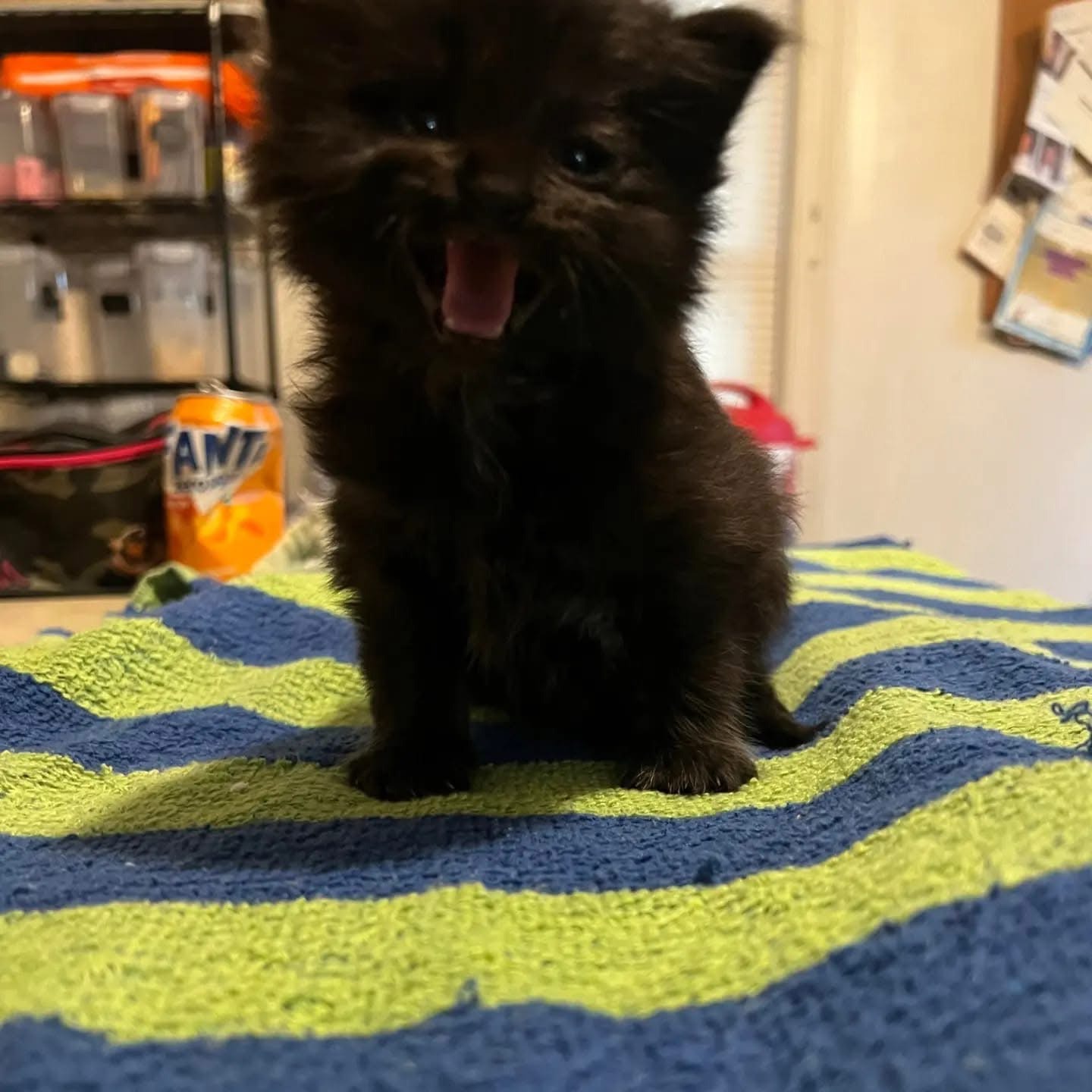 Help Save Miracle: Life-Saving Surgery for Our Cat campaign photo, 2 of 7