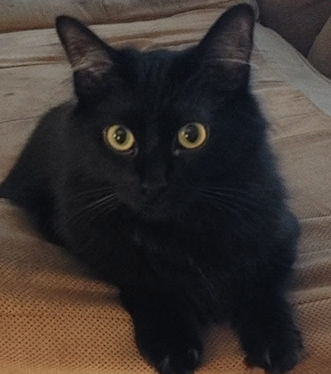 Help Save Miracle: Life-Saving Surgery for Our Cat campaign photo, 4 of 7