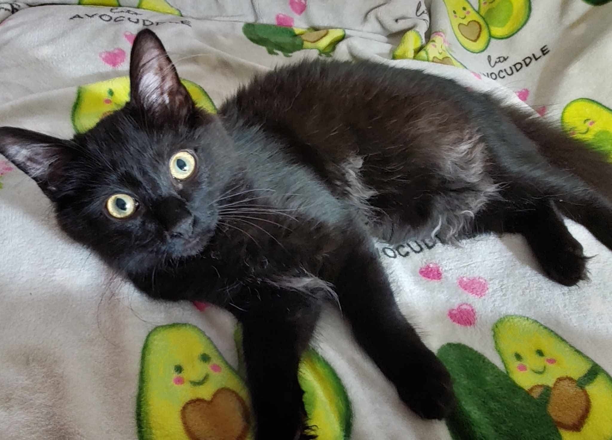 Help Save Miracle: Life-Saving Surgery for Our Cat campaign photo, 5 of 7