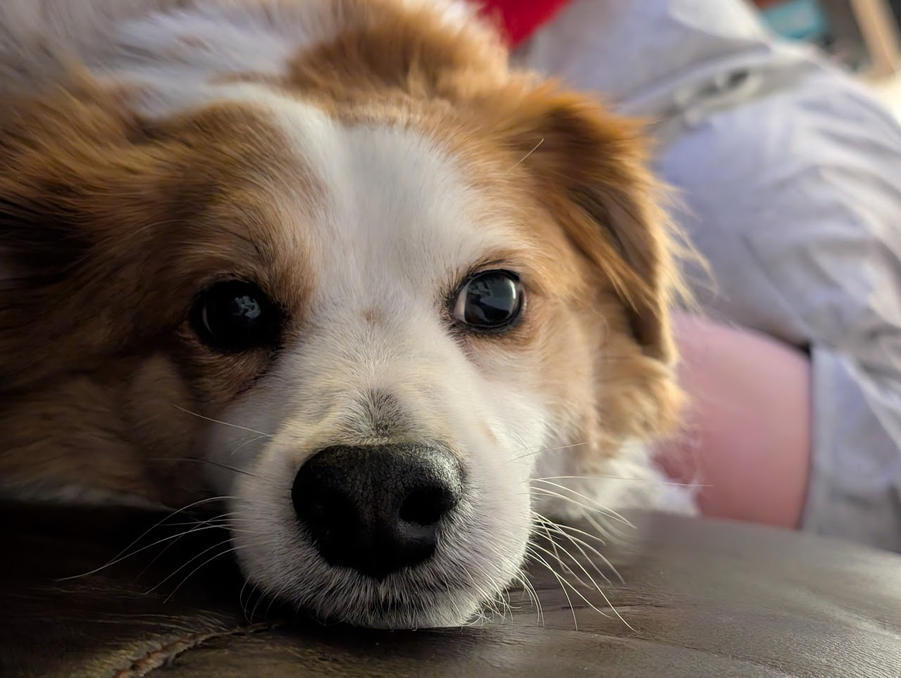 Let's Help André Run Again: TPLO Surgery Fund campaign photo, 2 of 6